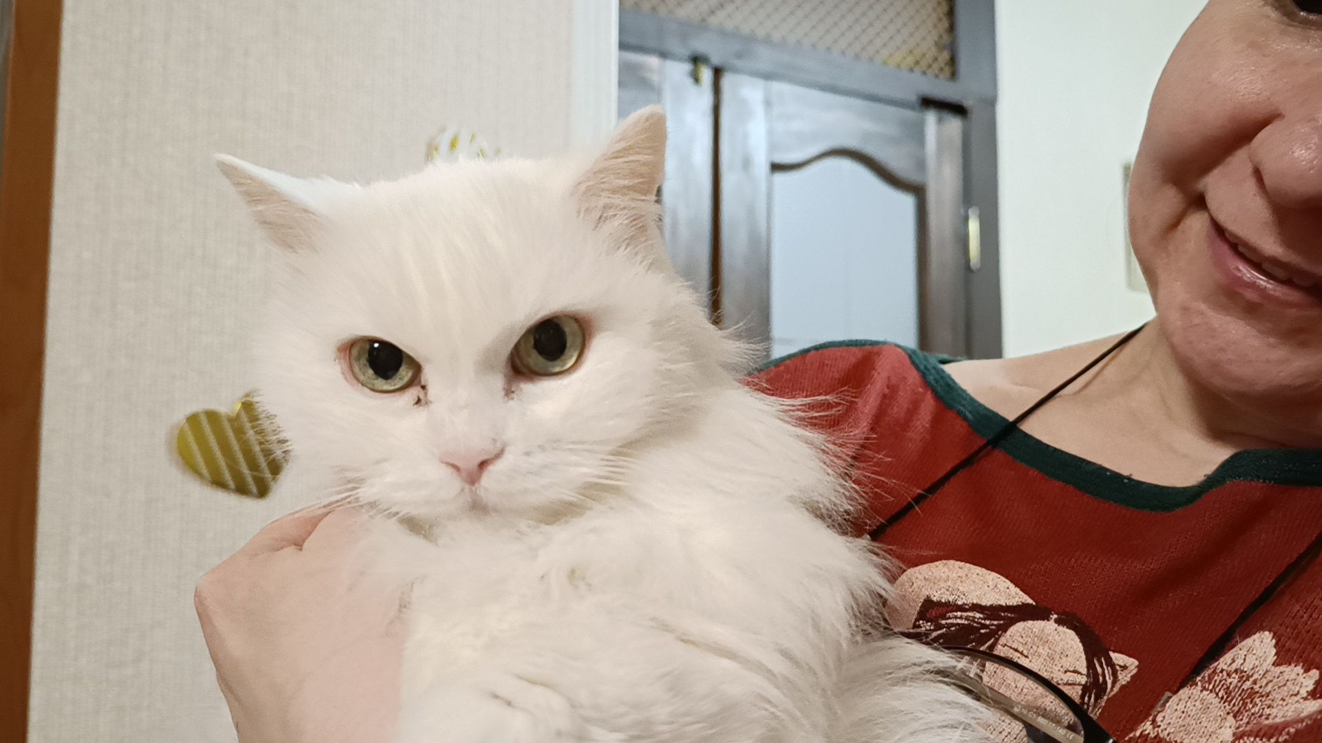 день кошек, кошки, собака, лобня,