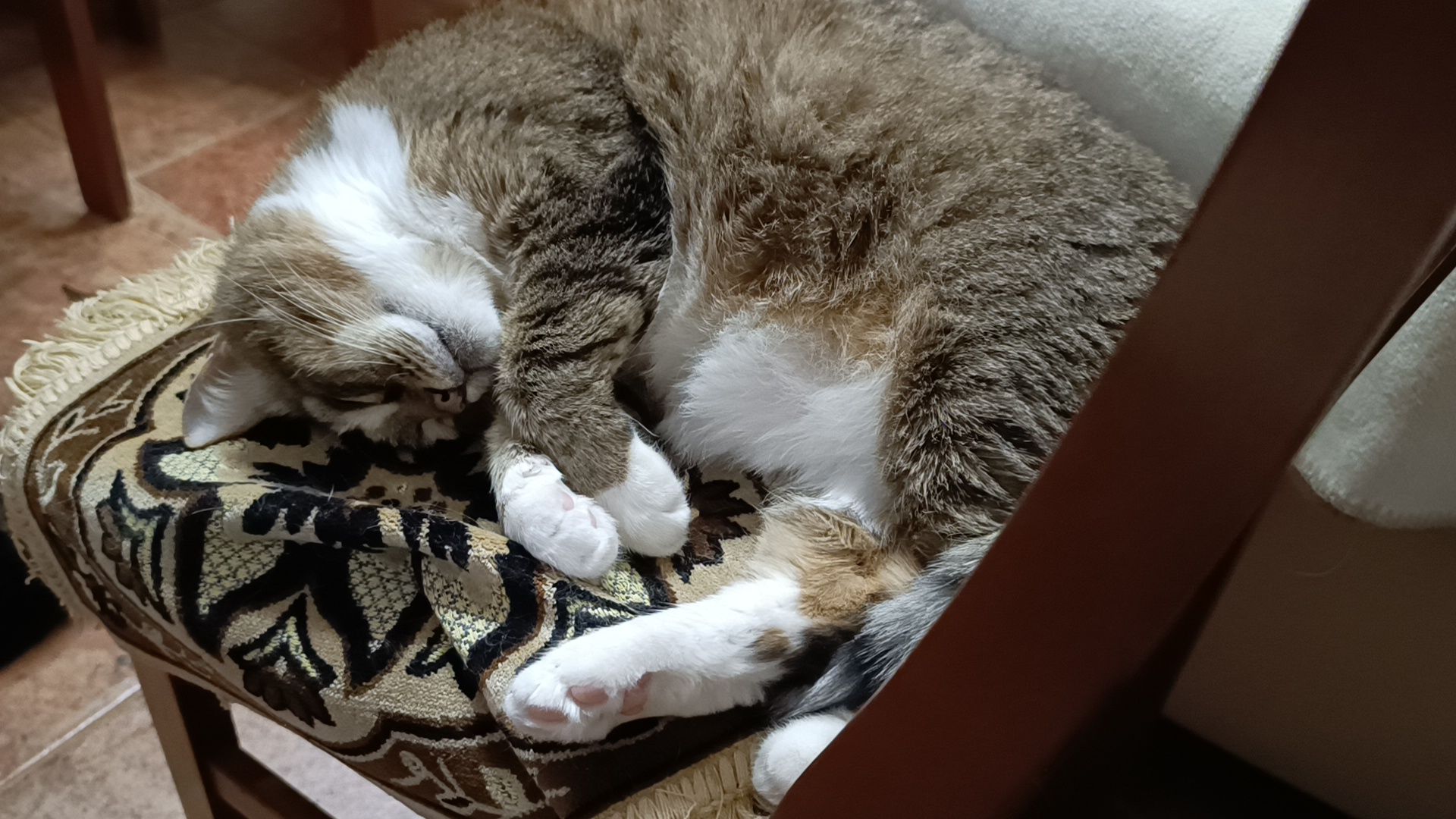 день кошек, кошки, собака, лобня,