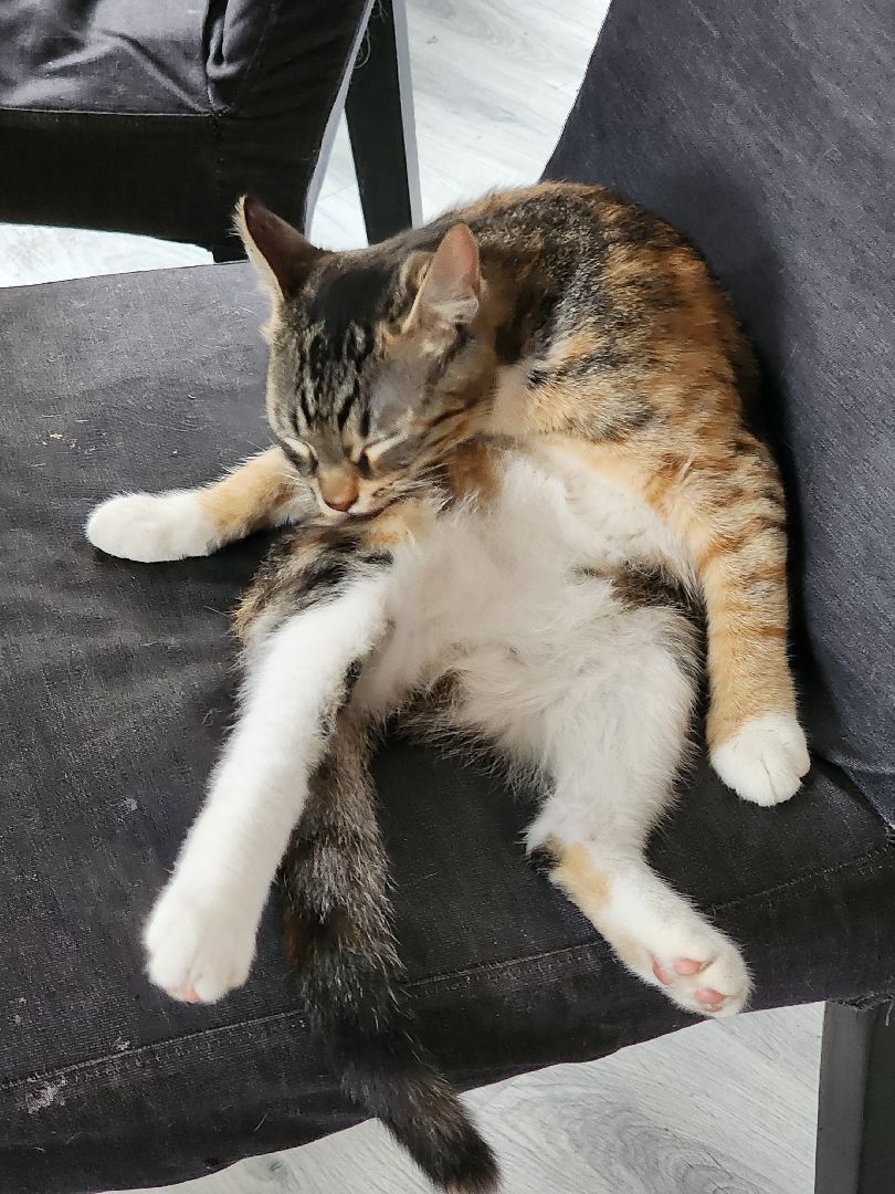 день кошек, донорство,