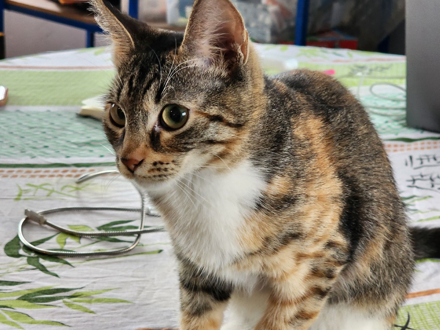 день кошек, донорство,