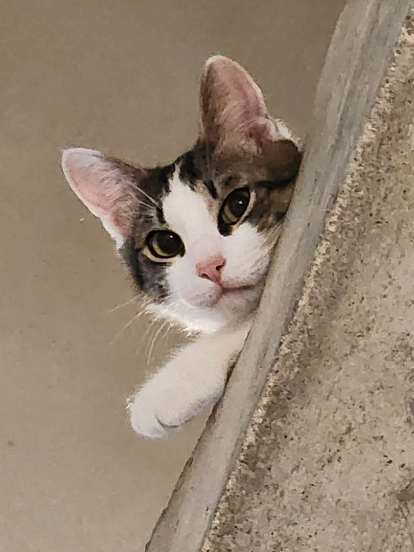 день кошек, донорство,