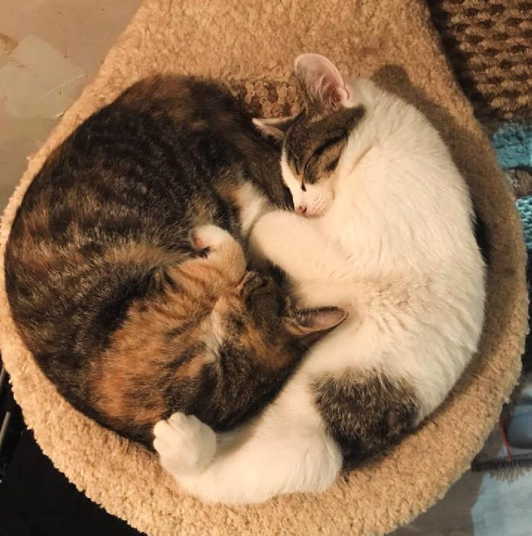 день кошек, донорство,