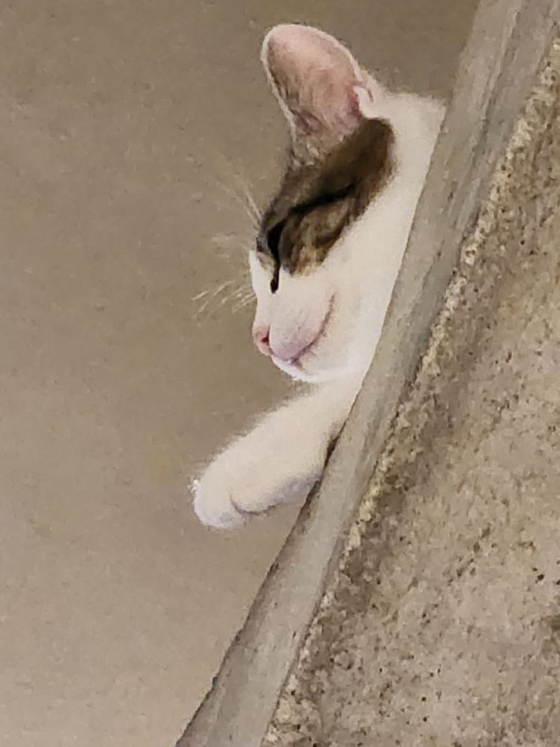 день кошек, донорство,