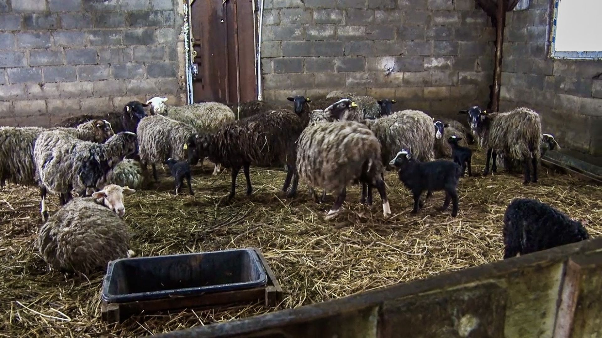 Клин, общество, экономика, фермерское хозяйство, коровы, фермерские продукты,