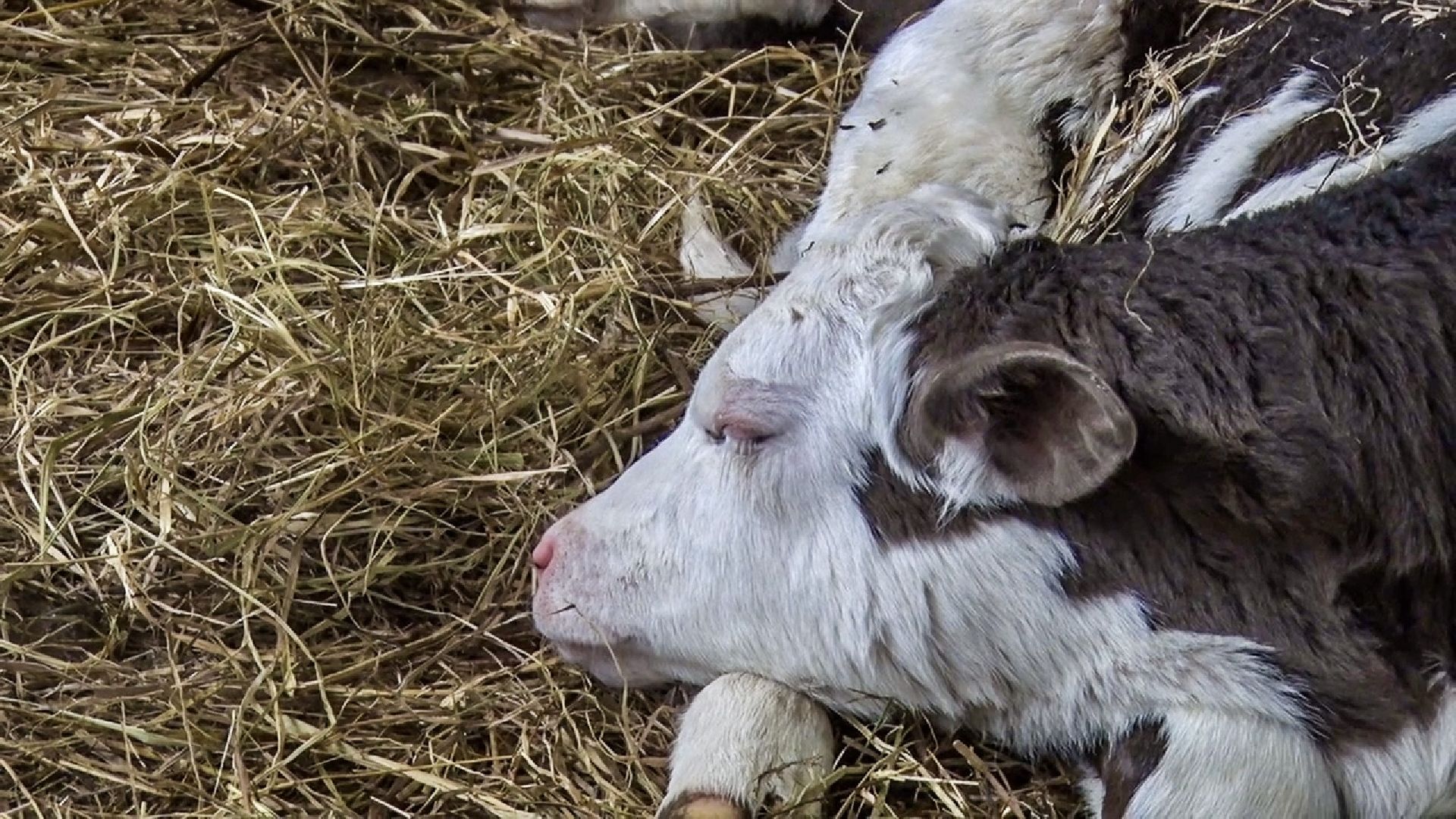 Клин, общество, экономика, фермерское хозяйство, коровы, фермерские продукты,