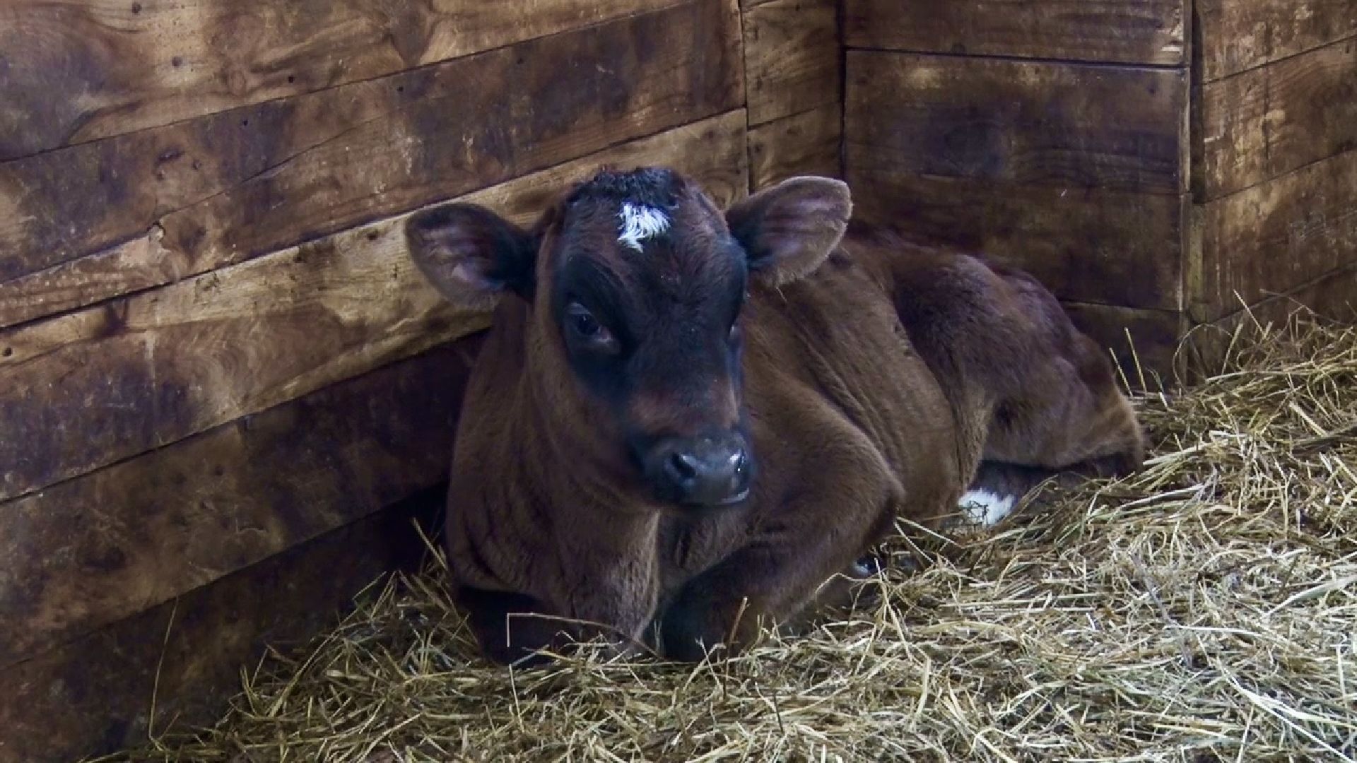 Клин, общество, экономика, фермерское хозяйство, коровы, фермерские продукты,
