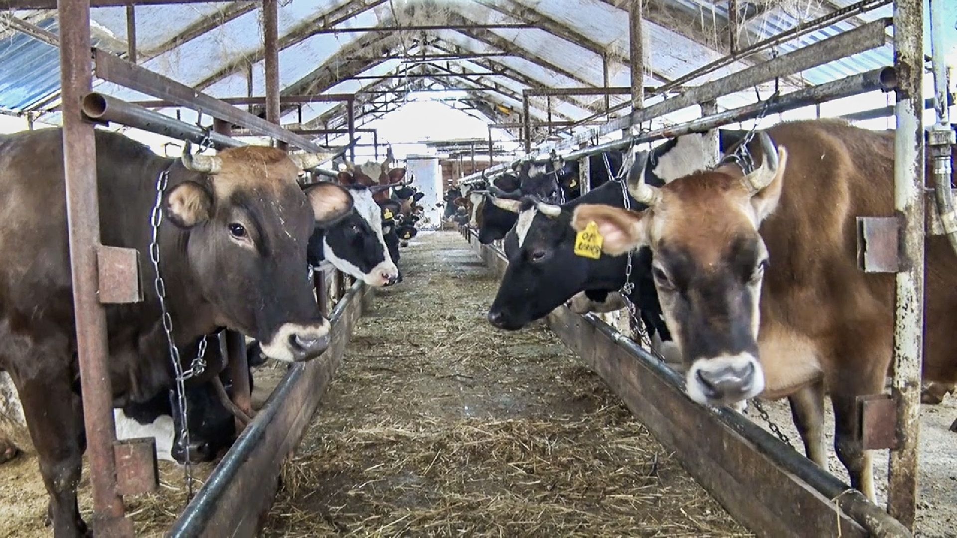 Клин, общество, экономика, фермерское хозяйство, коровы, фермерские продукты,