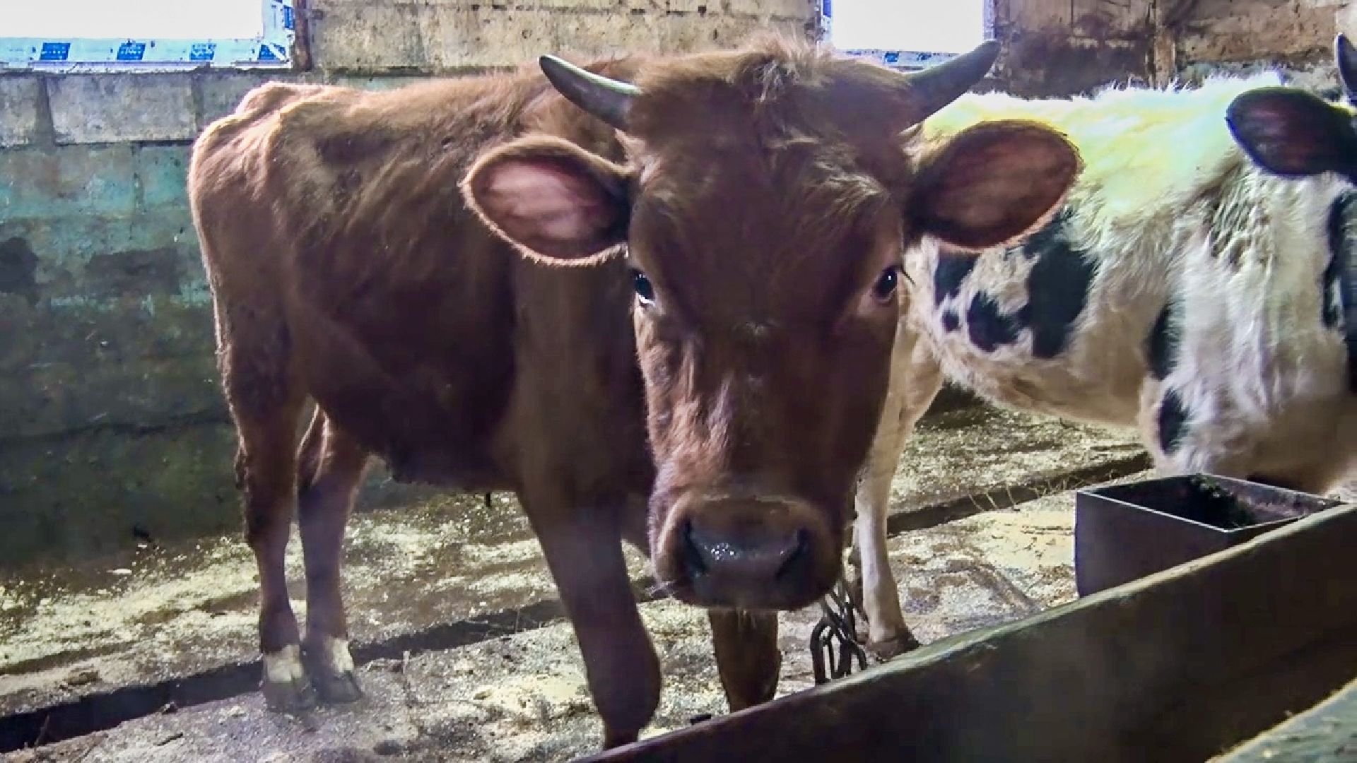 Клин, общество, экономика, фермерское хозяйство, коровы, фермерские продукты,