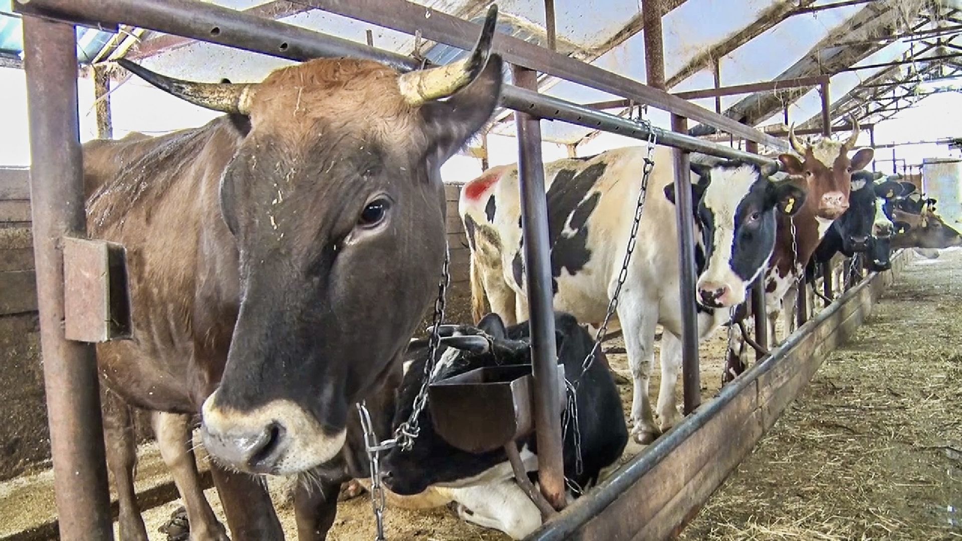 Клин, общество, экономика, фермерское хозяйство, коровы, фермерские продукты,