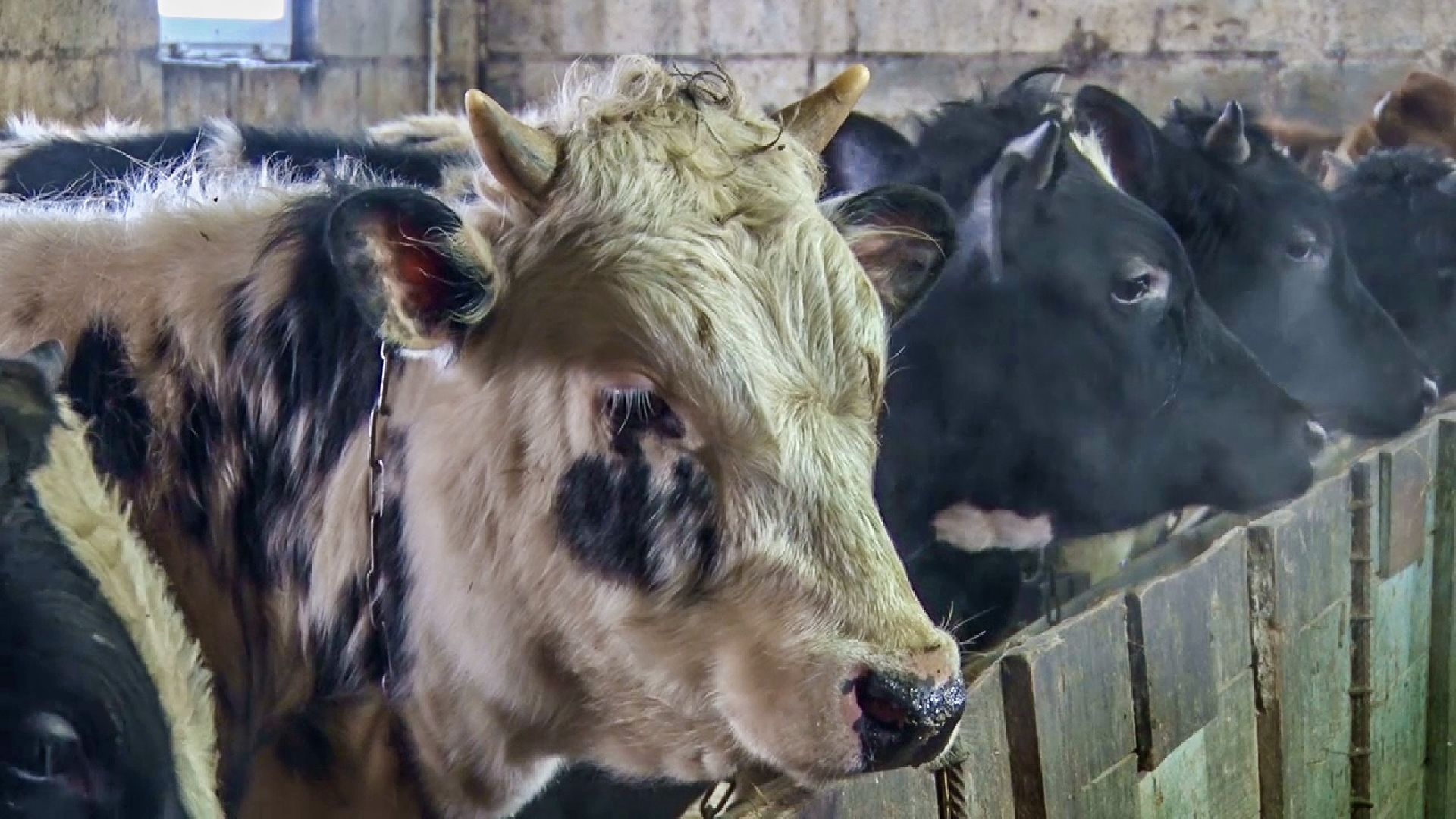 Клин, общество, экономика, фермерское хозяйство, коровы, фермерские продукты,