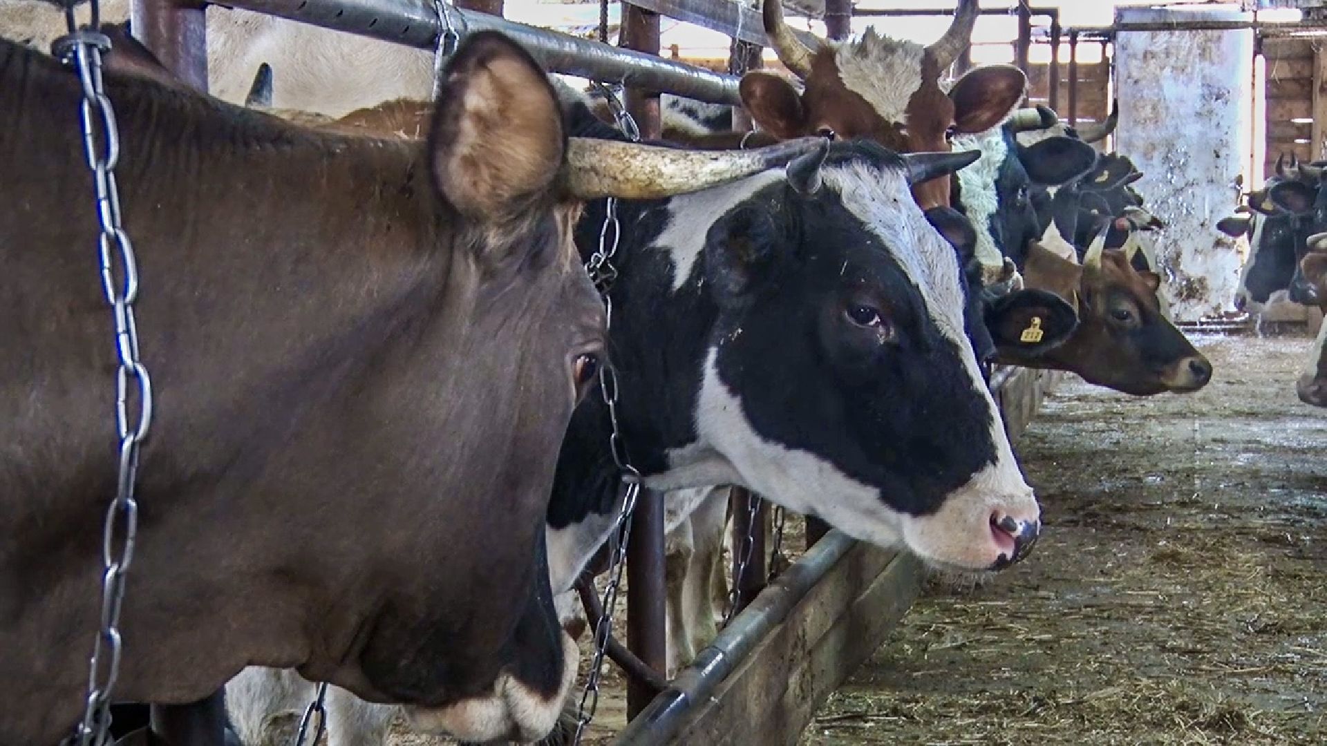 Клин, общество, экономика, фермерское хозяйство, коровы, фермерские продукты,