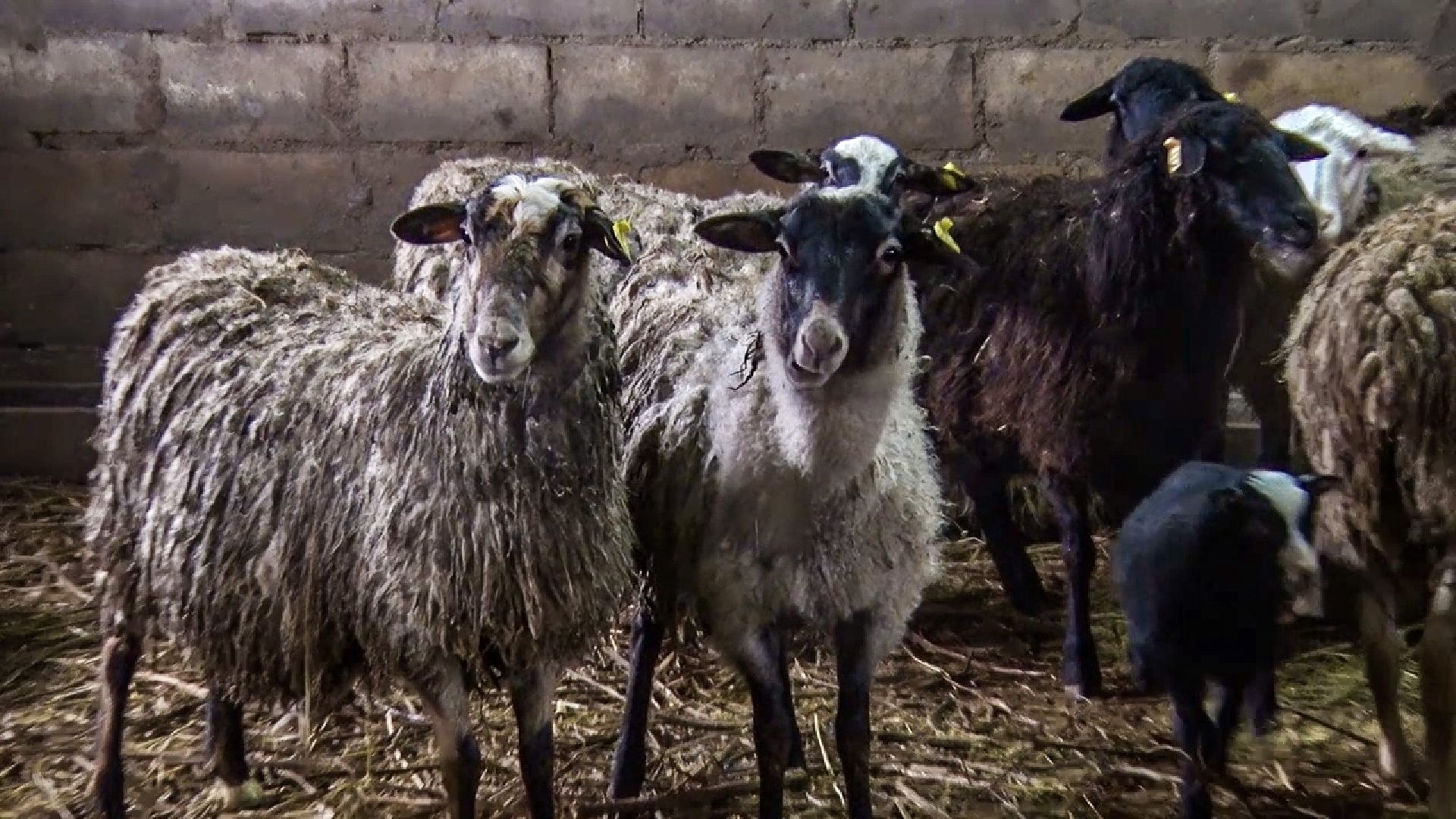 Клин, общество, экономика, фермерское хозяйство, коровы, фермерские продукты,