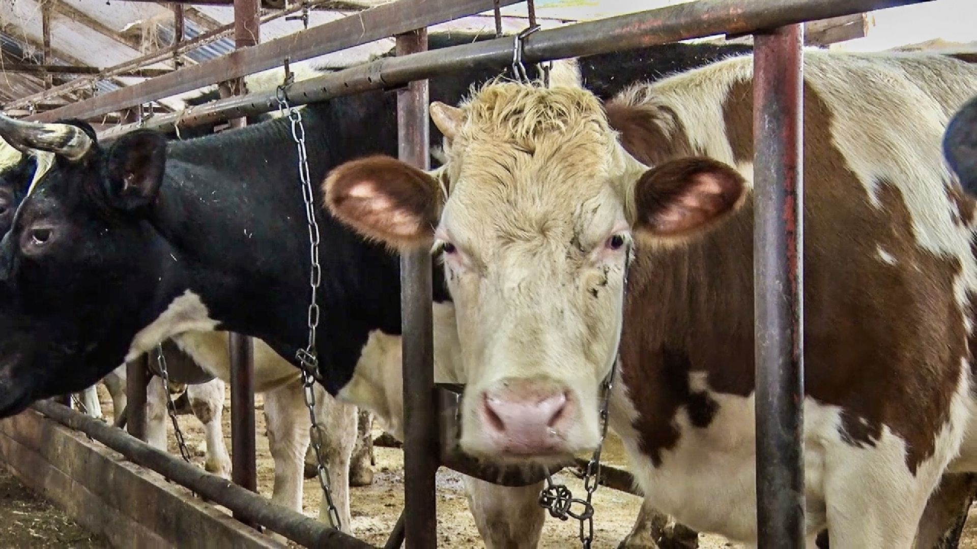 Клин, общество, экономика, фермерское хозяйство, коровы, фермерские продукты,