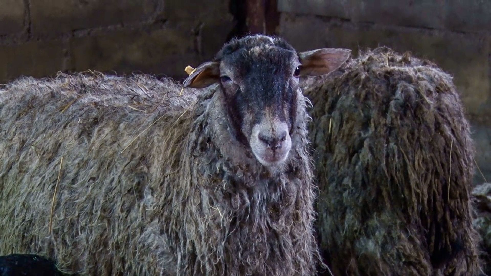 Клин, общество, экономика, фермерское хозяйство, коровы, фермерские продукты,