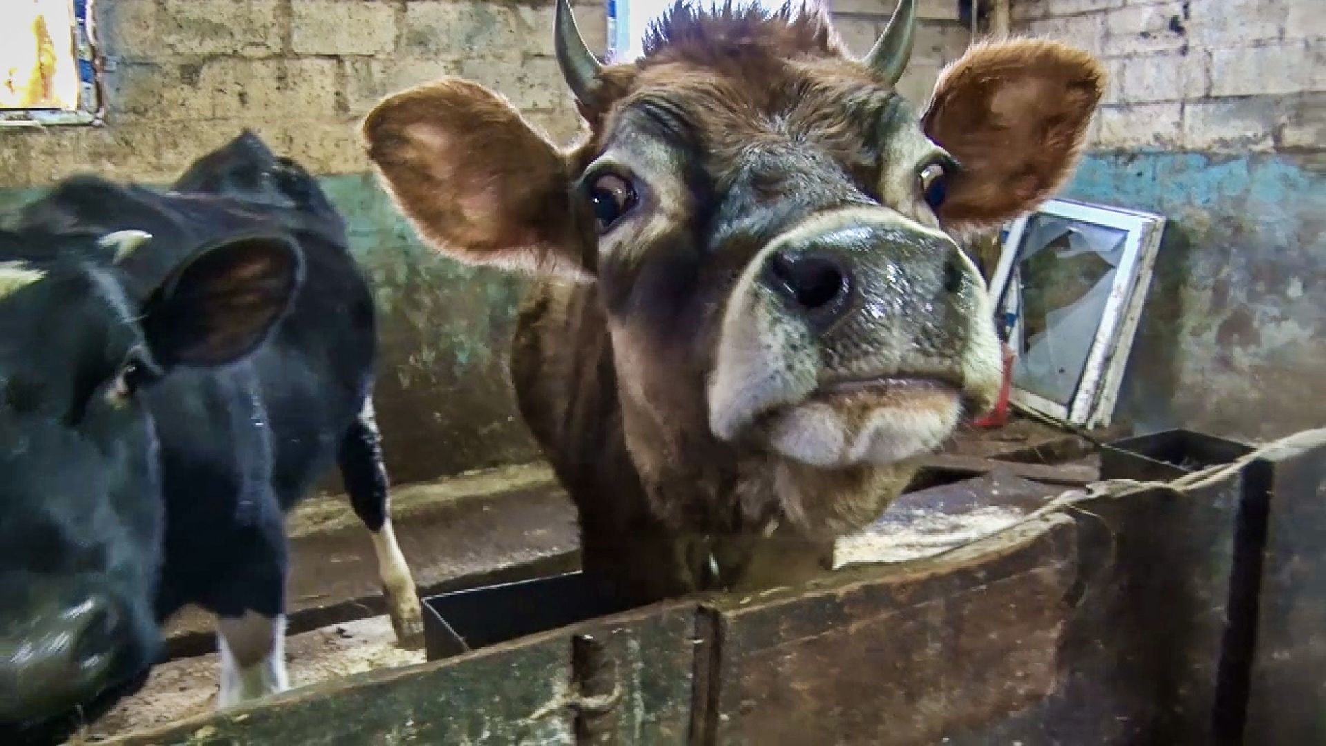 Клин, общество, экономика, фермерское хозяйство, коровы, фермерские продукты,