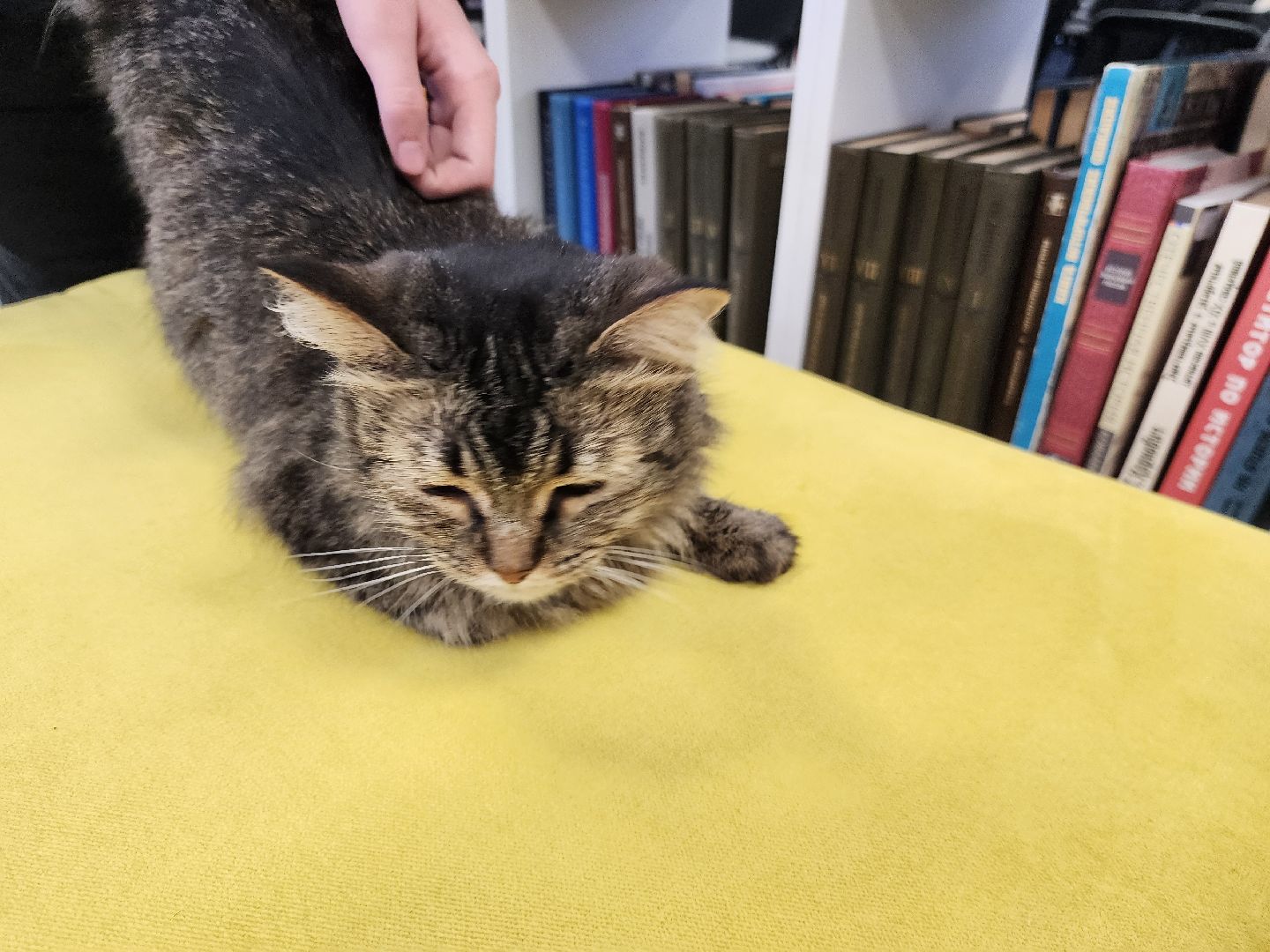 шатура, международный день кошек, библиотекарь, культура, городской округ культура,