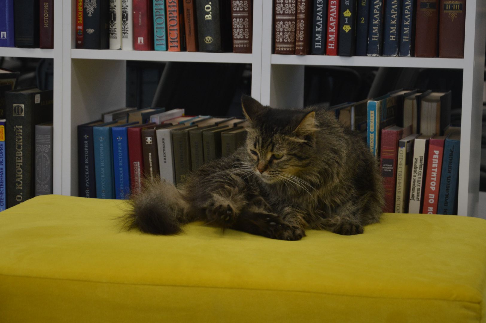 шатура, международный день кошек, библиотекарь, культура, городской округ культура,