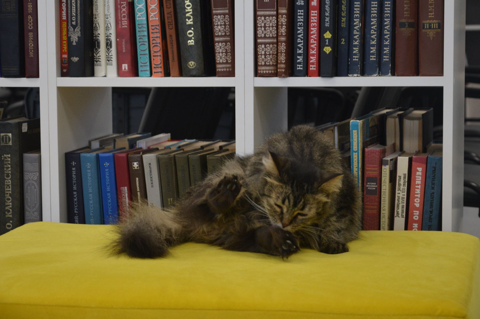 шатура, международный день кошек, библиотекарь, культура, городской округ культура,