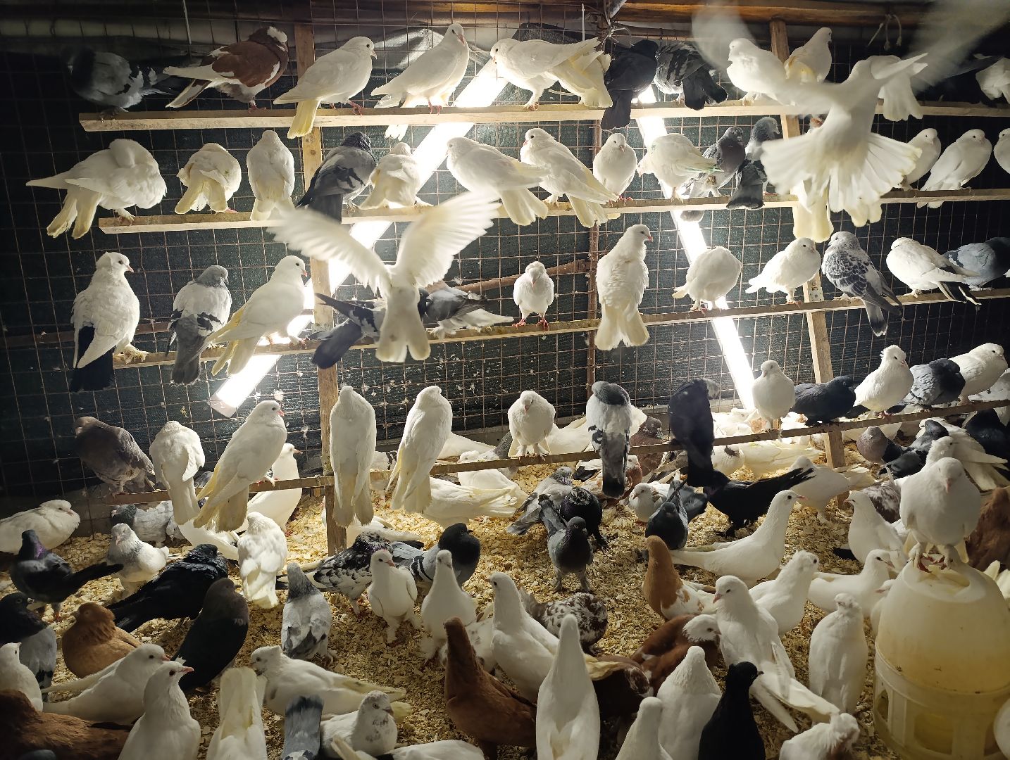 Голуби, Выставка голубей, Всероссийская выставка голубей, Голубеводы,Раменский городской округ, Малышево,