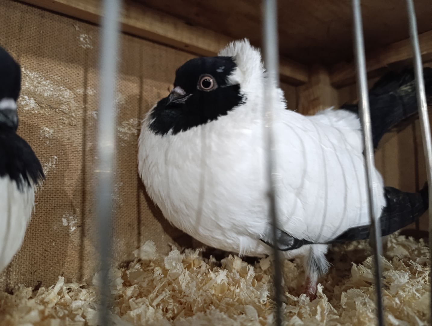 Голуби, Выставка голубей, Всероссийская выставка голубей, Голубеводы,Раменский городской округ, Малышево,