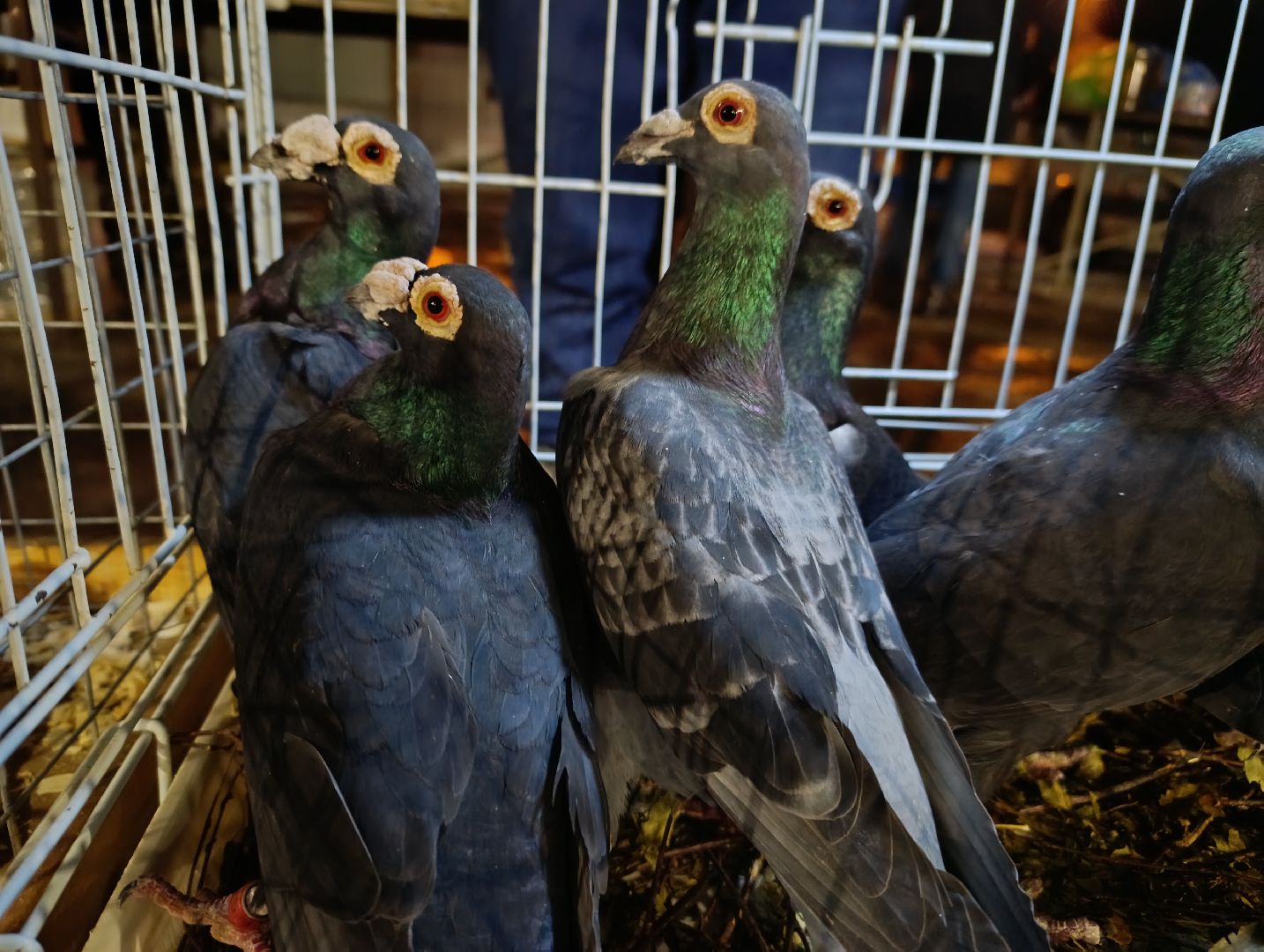 Голуби, Выставка голубей, Всероссийская выставка голубей, Голубеводы,Раменский городской округ, Малышево,