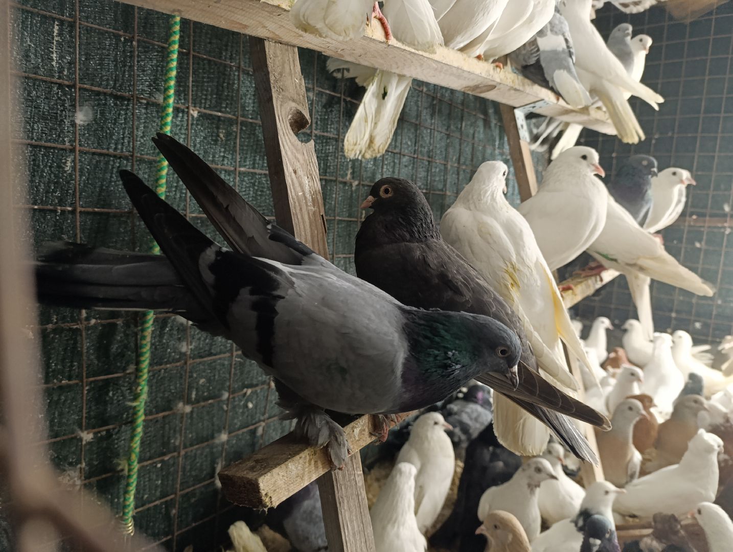 Голуби, Выставка голубей, Всероссийская выставка голубей, Голубеводы,Раменский городской округ, Малышево,