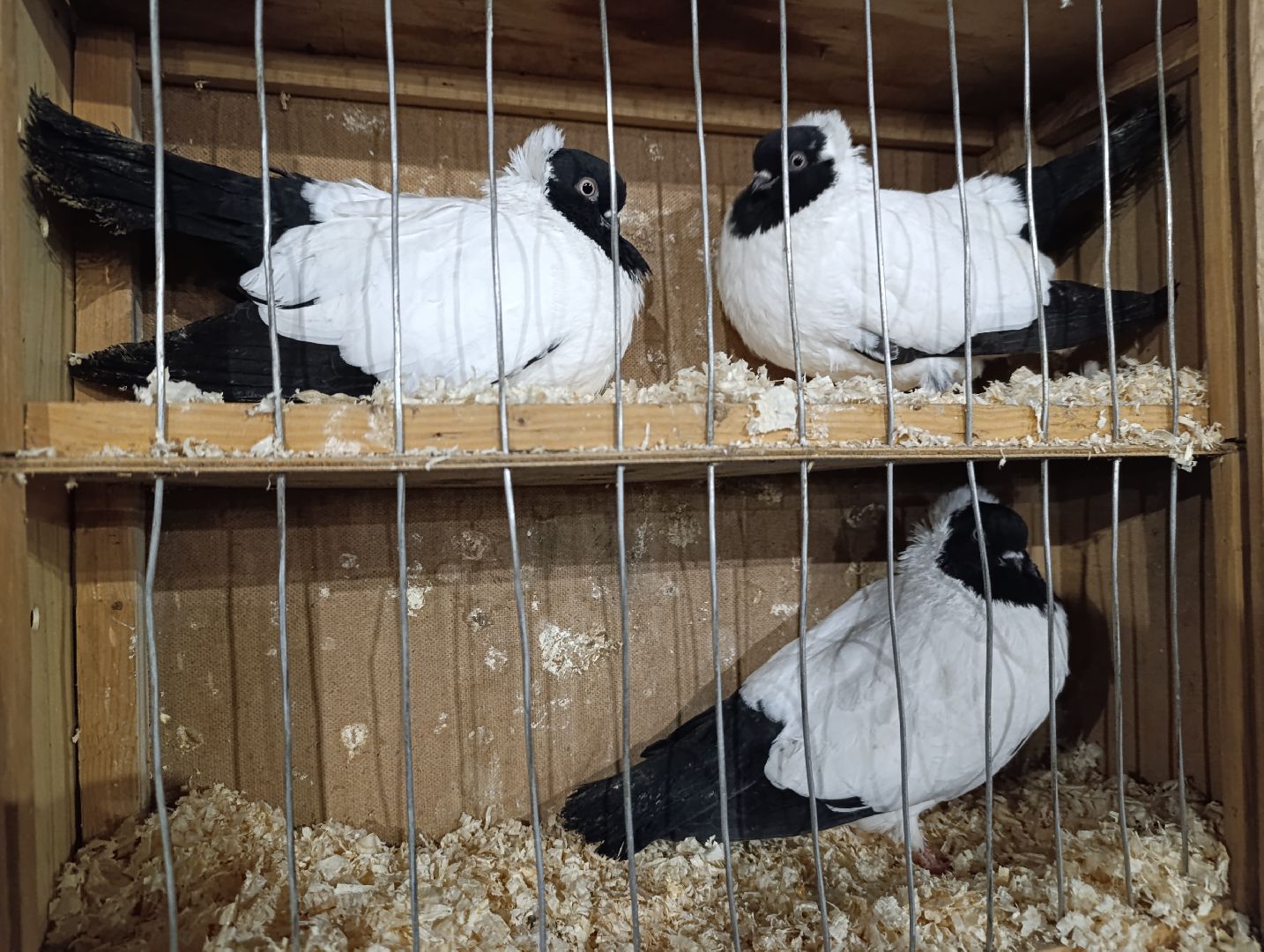 Голуби, Выставка голубей, Всероссийская выставка голубей, Голубеводы,Раменский городской округ, Малышево,