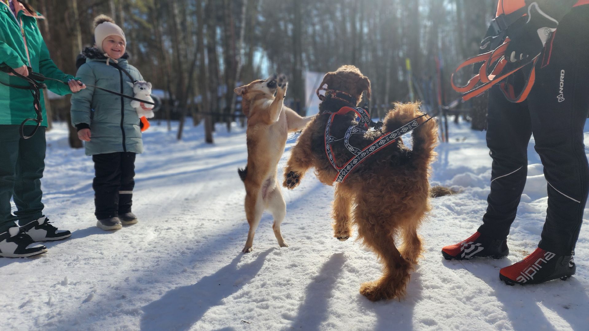спорт в подмосковье, ступино, гонки,