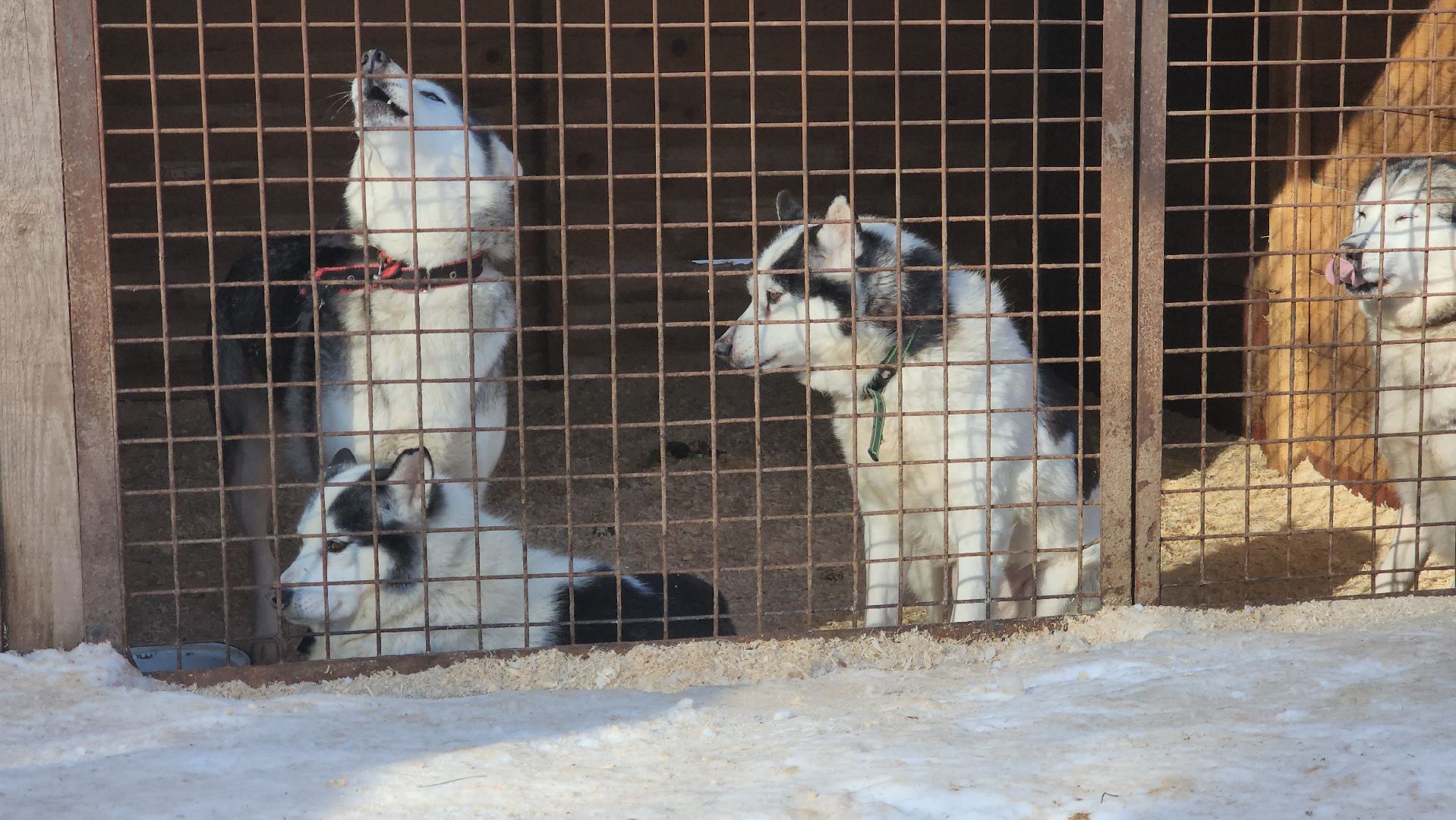 спорт в подмосковье, ступино, гонки,