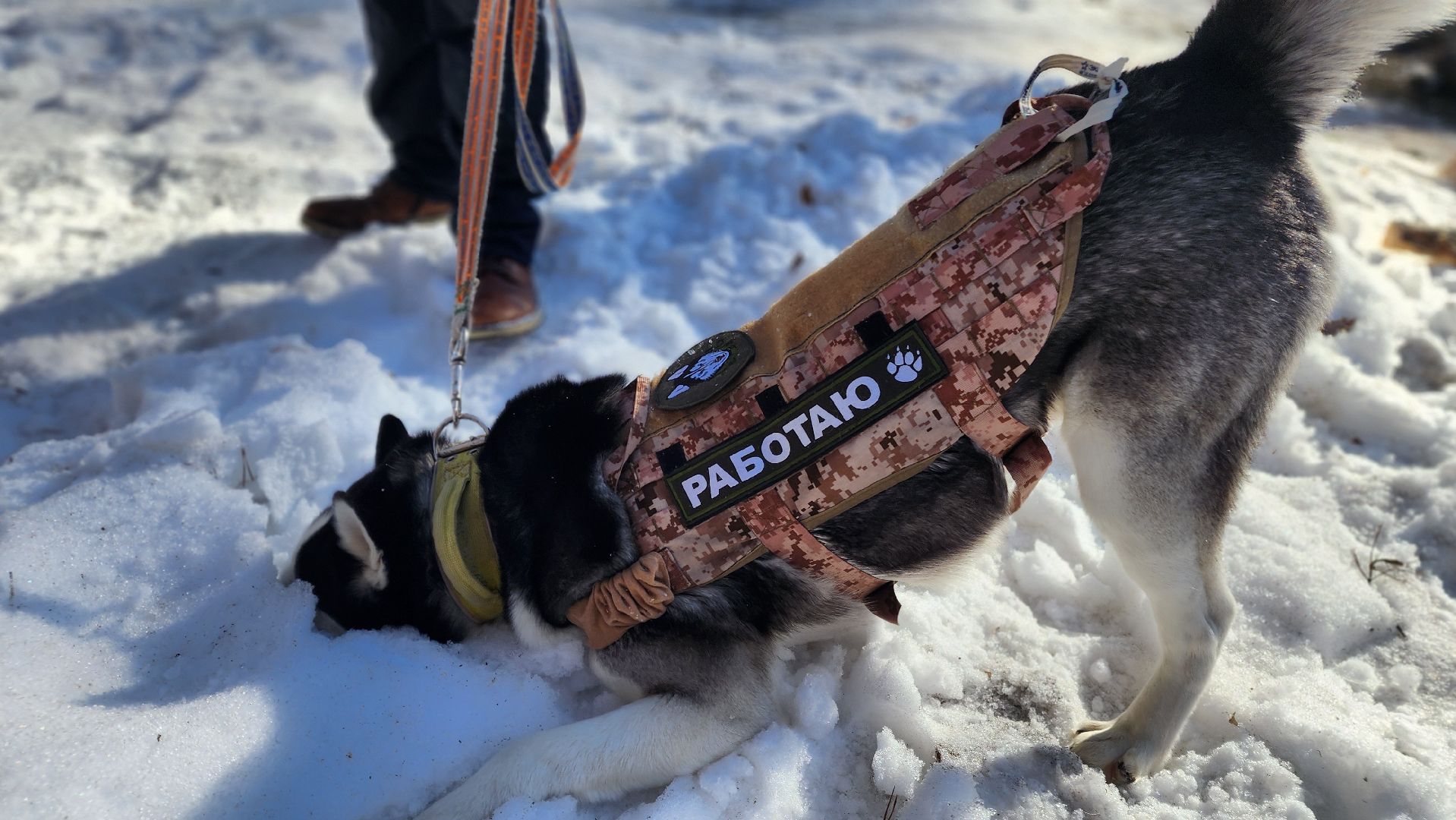 спорт в подмосковье, ступино, гонки,