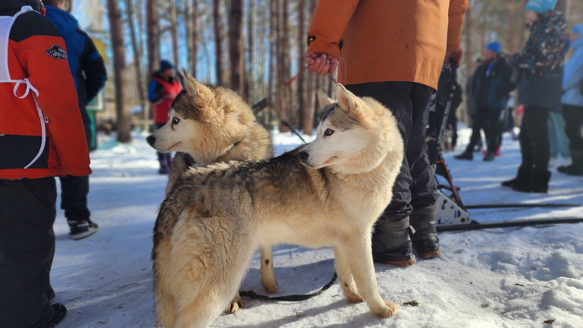 спорт в подмосковье, ступино, гонки,