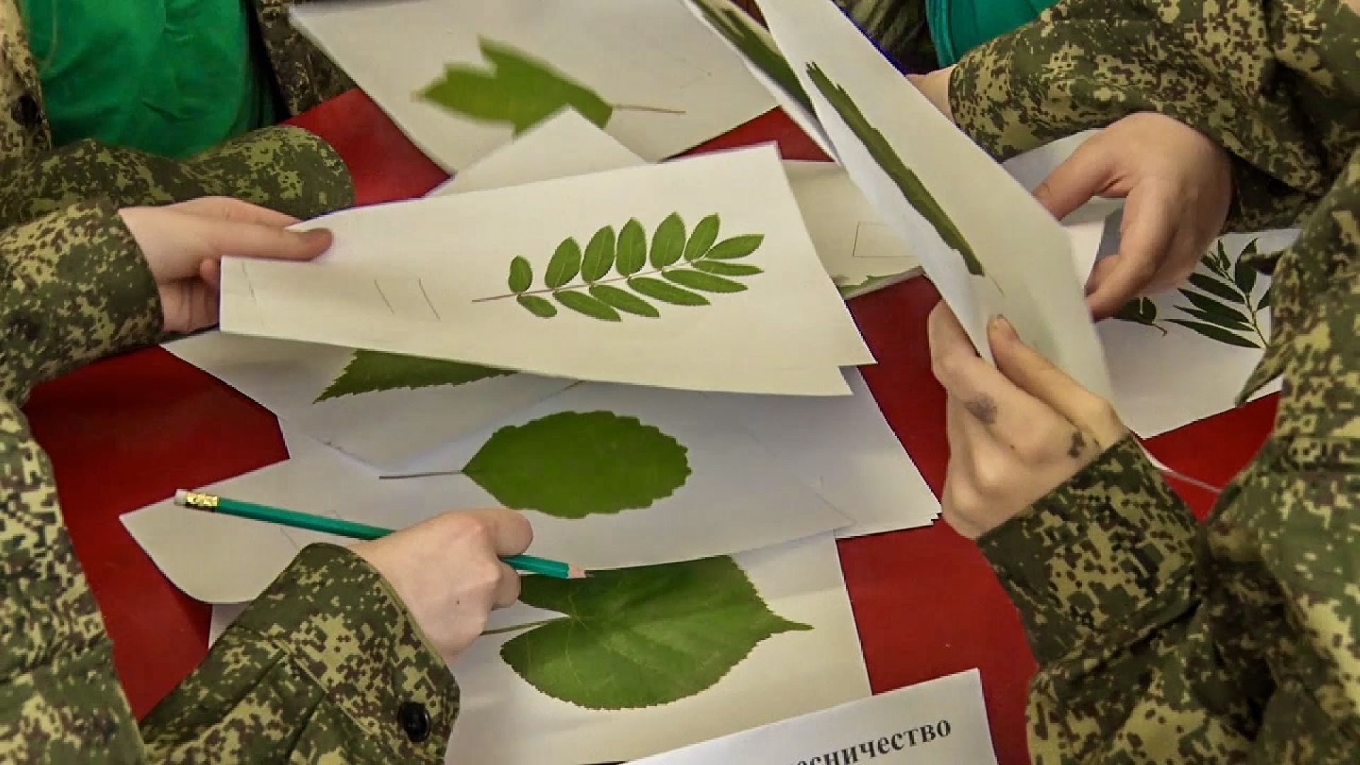 Клин, общество, молодежь, образование, школьные лесничие, лесная охрана,