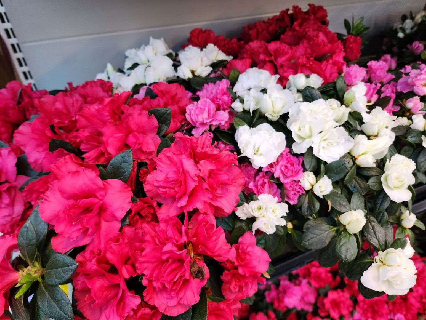 Солнечногорск, Огород, Садоводы, Растения, Дачники,