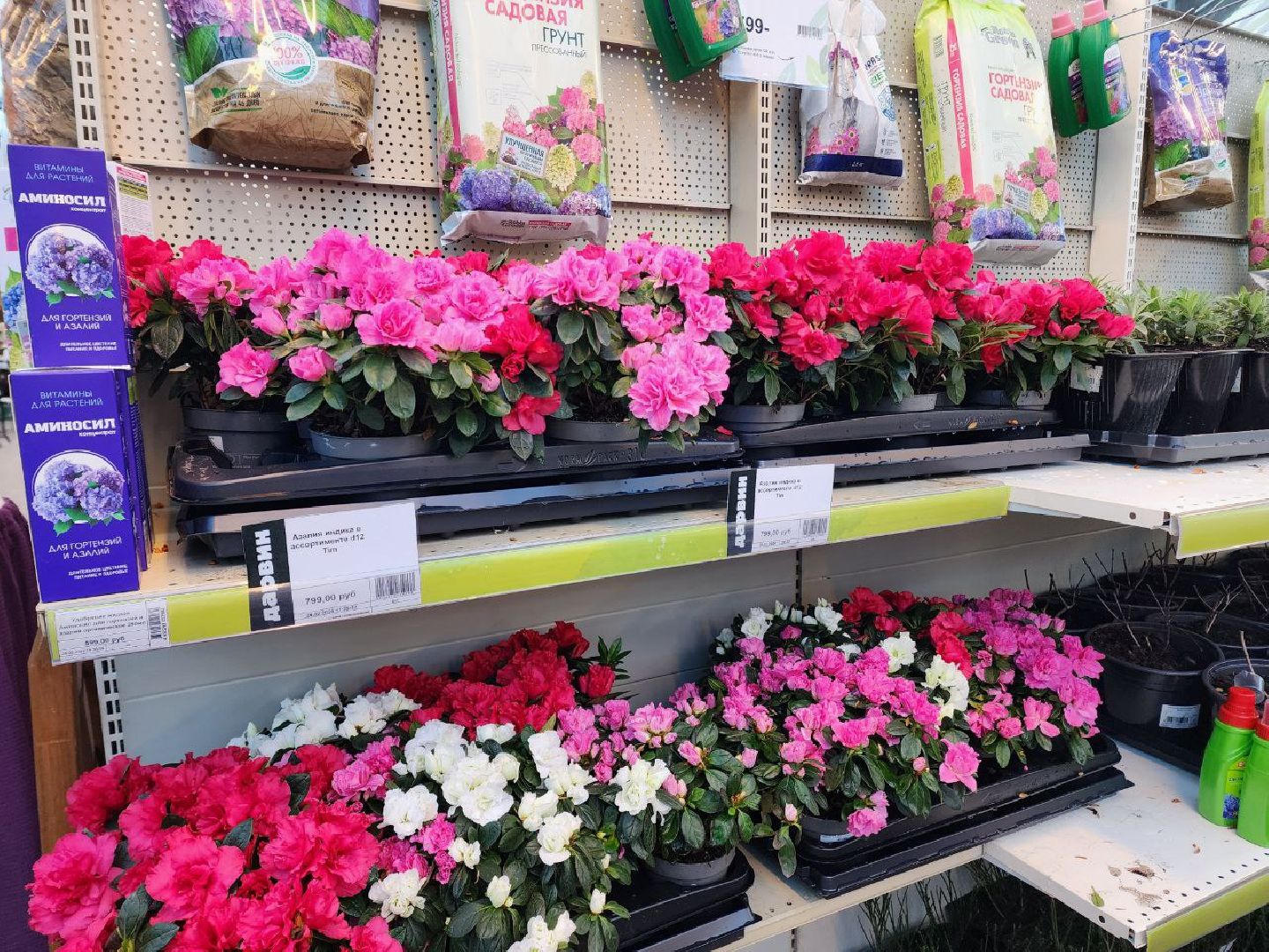 Солнечногорск, Огород, Садоводы, Растения, Дачники,