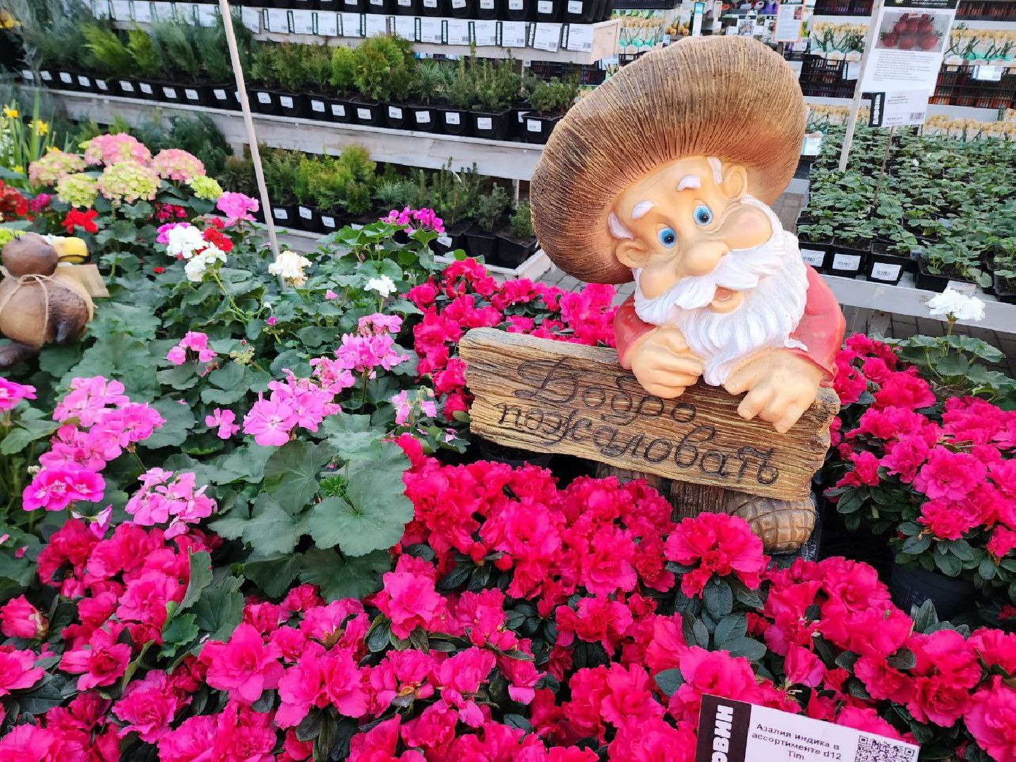 Солнечногорск, Огород, Садоводы, Растения, Дачники,