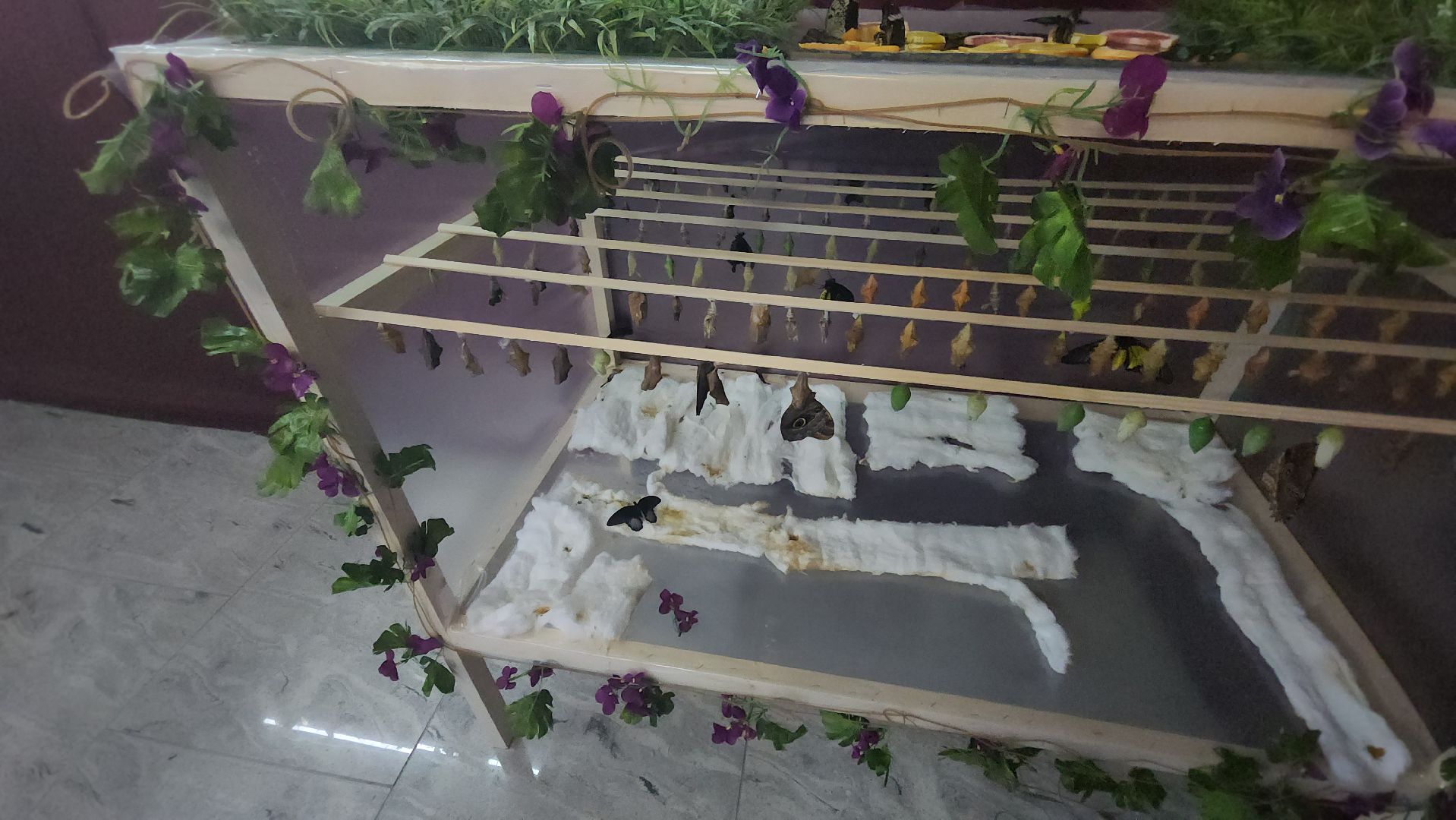 выставка бабочек, ТЦ Самолет, ул гагарина,