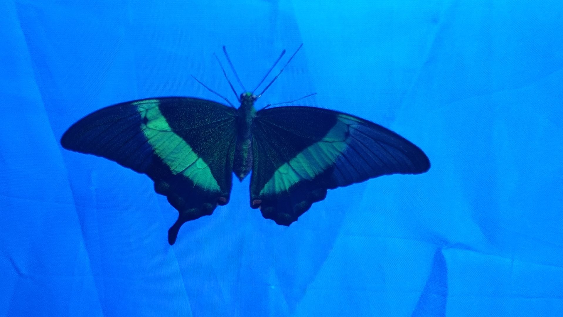 выставка бабочек, ТЦ Самолет, ул гагарина,