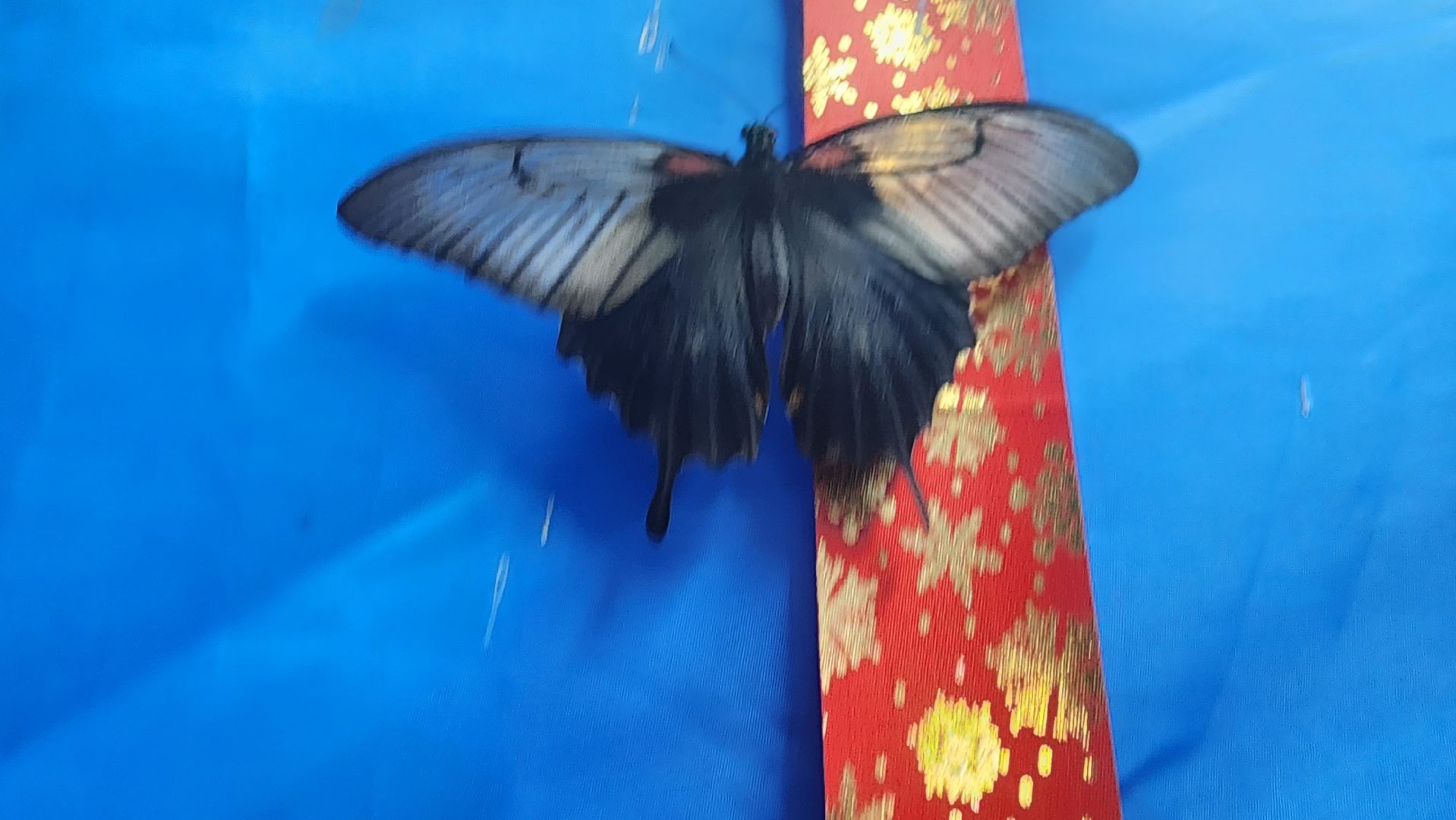 выставка бабочек, ТЦ Самолет, ул гагарина,