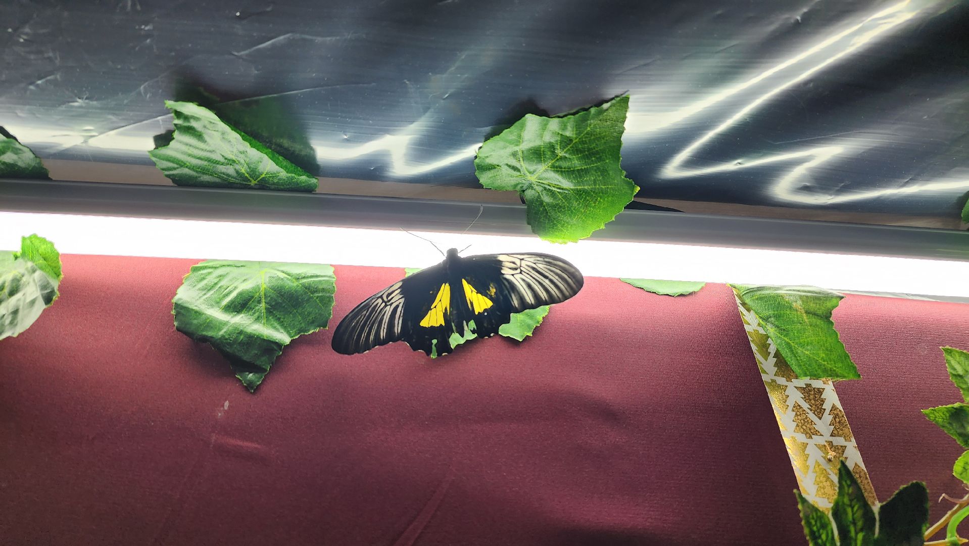 выставка бабочек, ТЦ Самолет, ул гагарина,