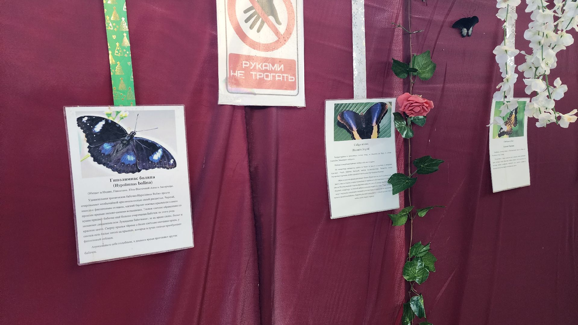 выставка бабочек, ТЦ Самолет, ул гагарина,