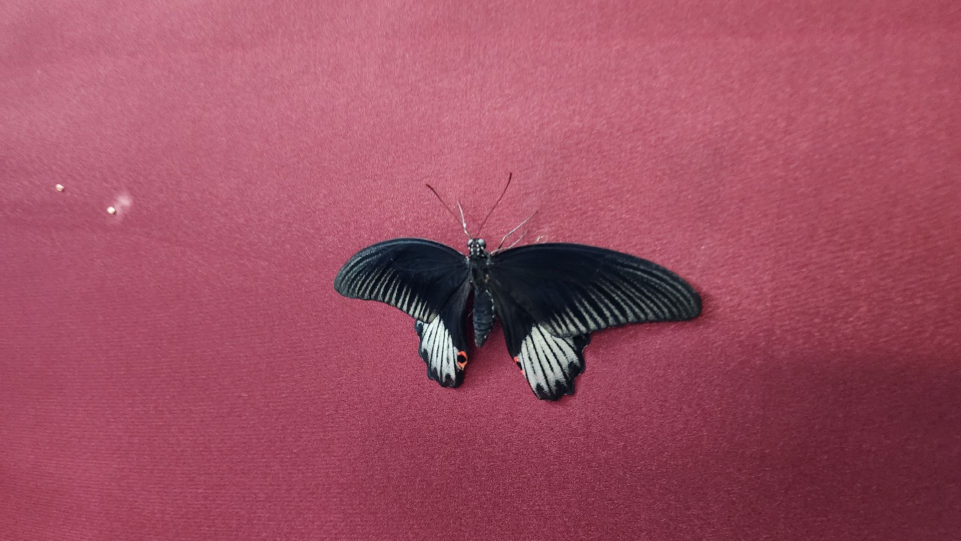 выставка бабочек, ТЦ Самолет, ул гагарина,