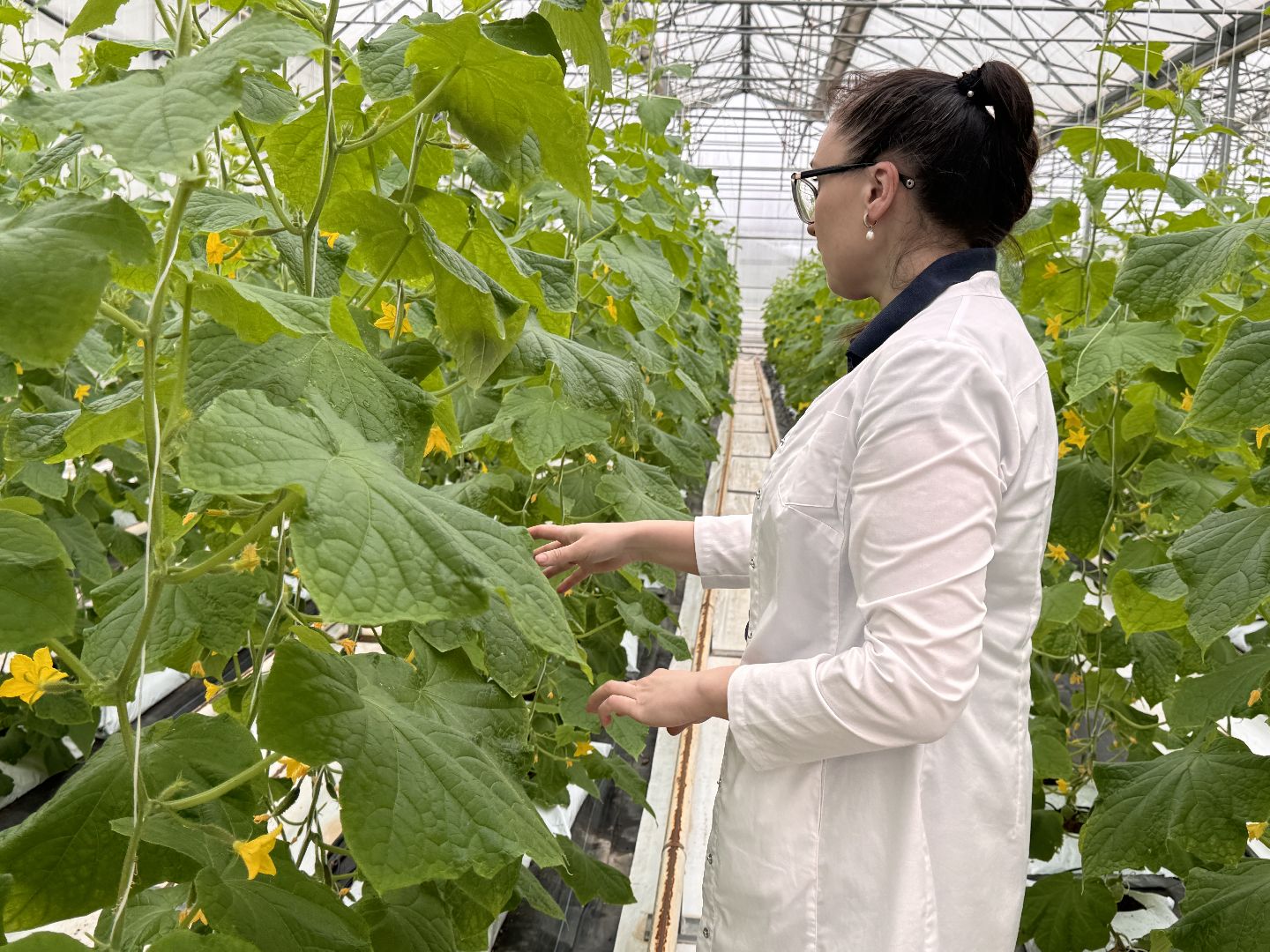 Одинцово, Наука, Первый урожай,