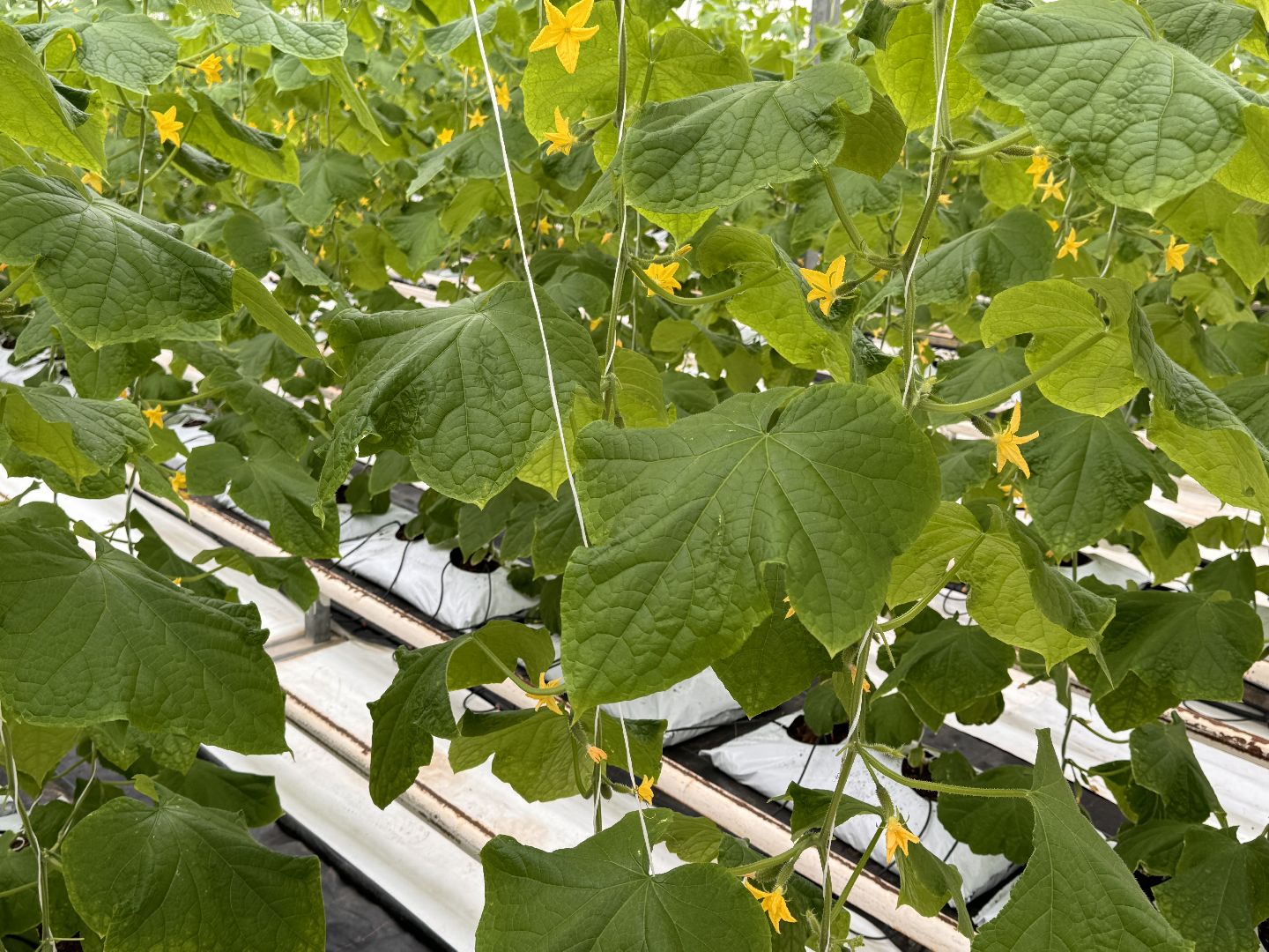 Одинцово, Наука, Первый урожай,