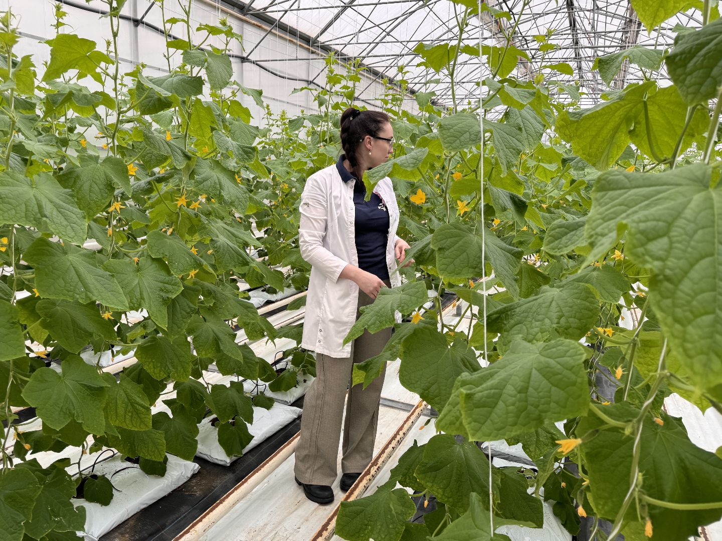 Одинцово, Наука, Первый урожай,