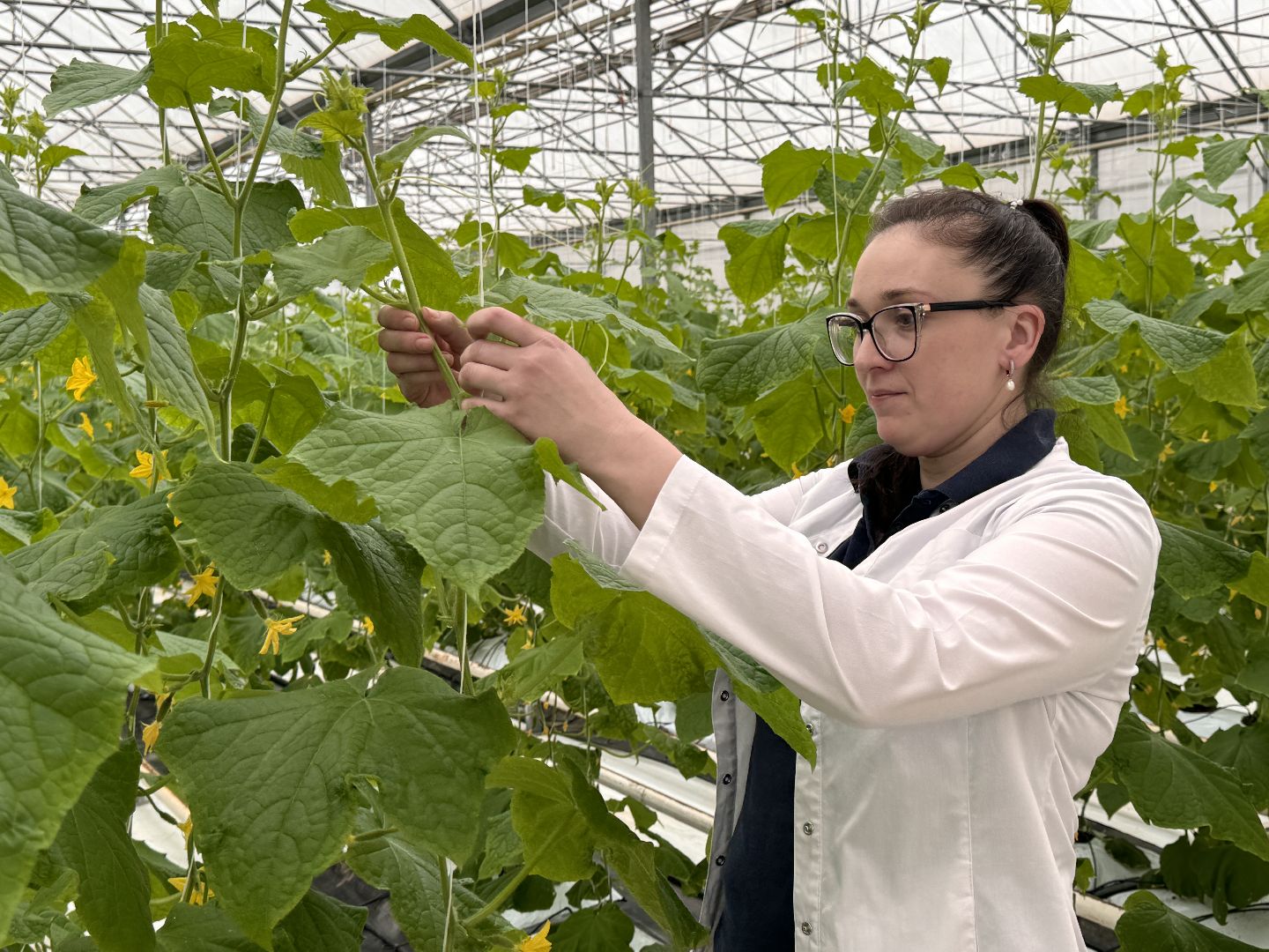 Одинцово, Наука, Первый урожай,