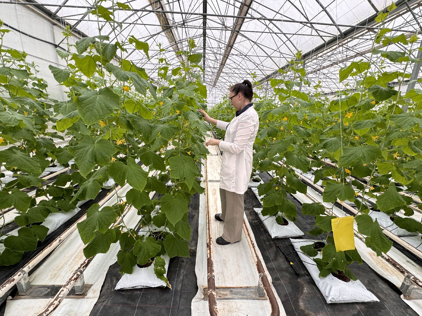 Одинцово, Наука, Первый урожай,