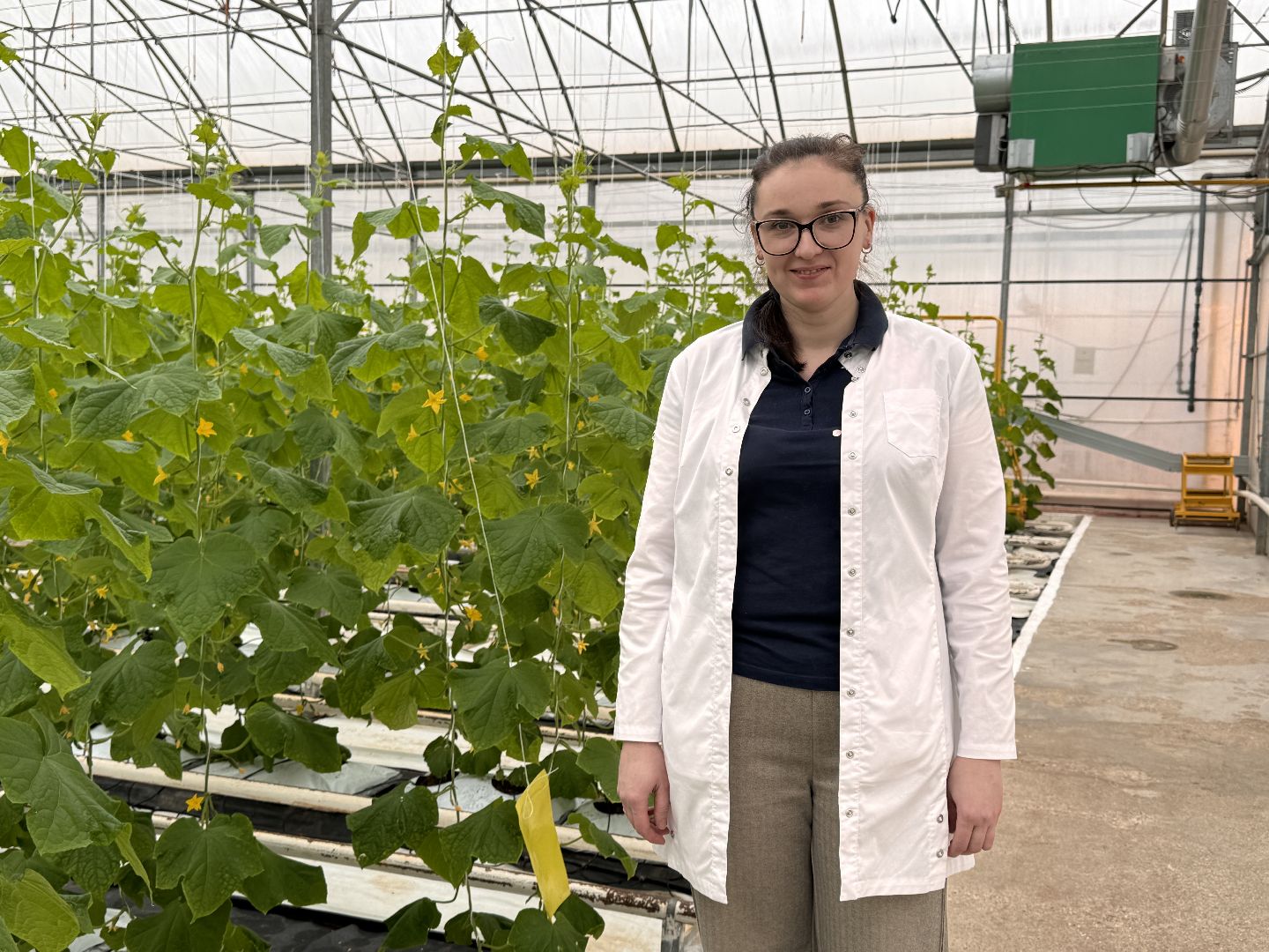 Одинцово, Наука, Первый урожай,