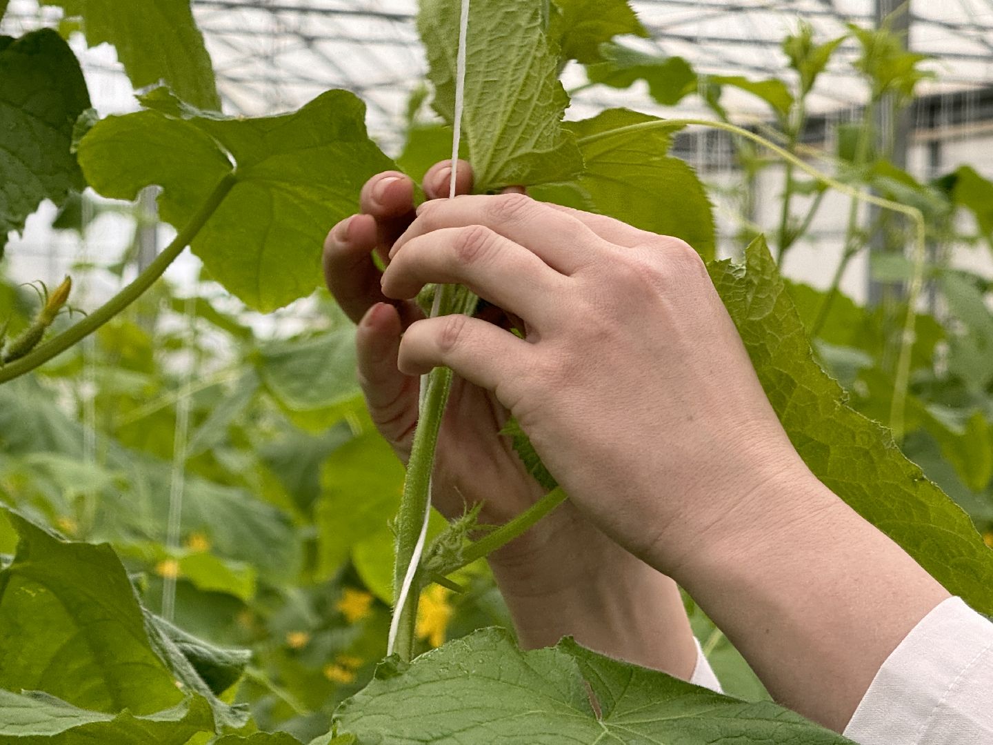 Одинцово, Наука, Первый урожай,