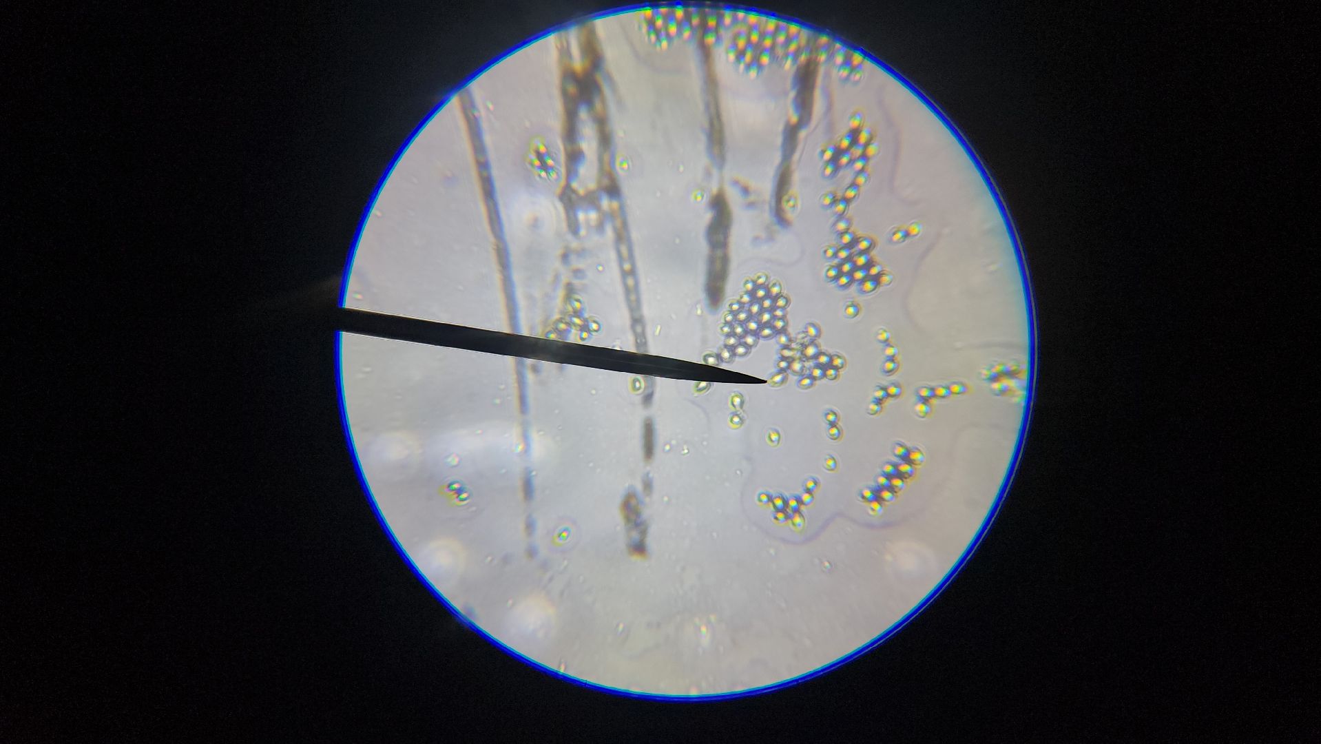 ступино, малино, образование,