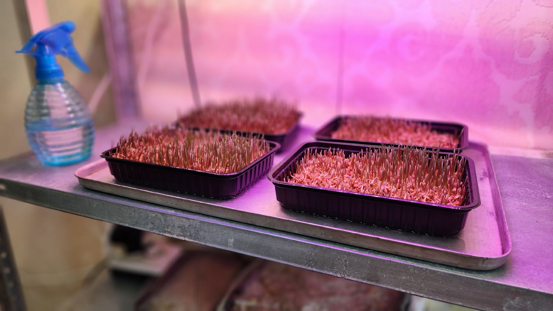 ступино, малино, образование,